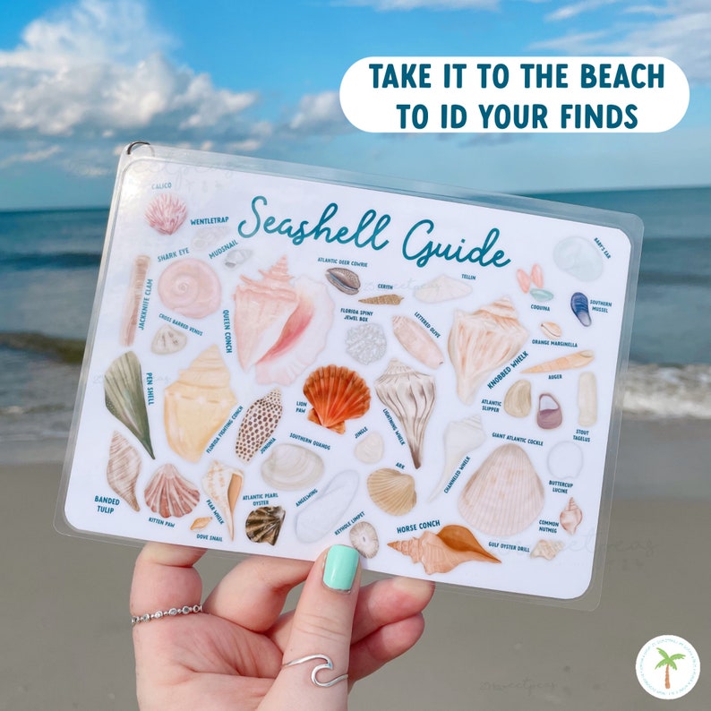 Our seashell guide is laminated and ready to go with you to the beach and be used to ID your finds. You will be able to identify 45+ common beach finds.