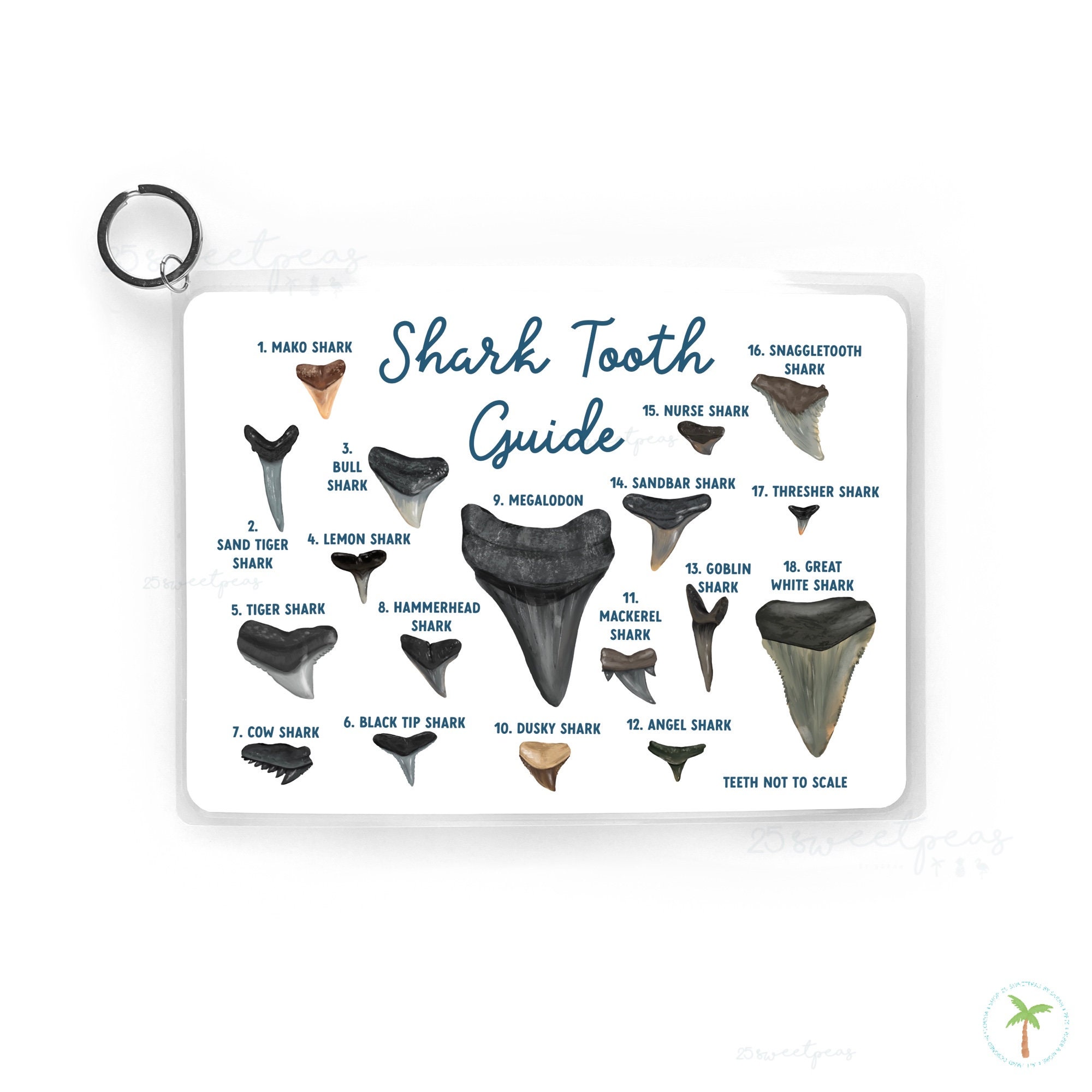 Shark Tooth Fossil Guide Shark Tooth Reference Guide Beach - Etsy