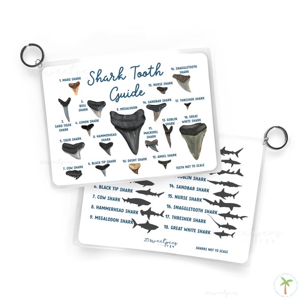 Shark Tooth Fossil Guide, Shark Tooth Reference Guide, Beach Guide, Waterproof Guide, Beach Lover Gift