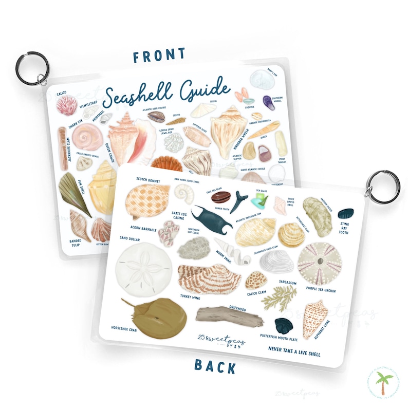 A look at the front and back of our seashell ID guide, that is great to take to the beach so you can Identify your beach finds.