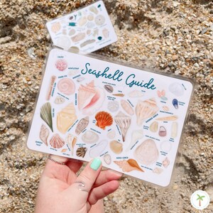 Seashell Guide, Shell Reference Guide, Beach Guide, Waterproof Shell Guide, Beach Lover Gift image 8