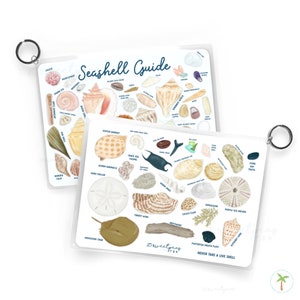 A double sided Seashell Guide perfect for using at the beach to ID your Beach Finds!