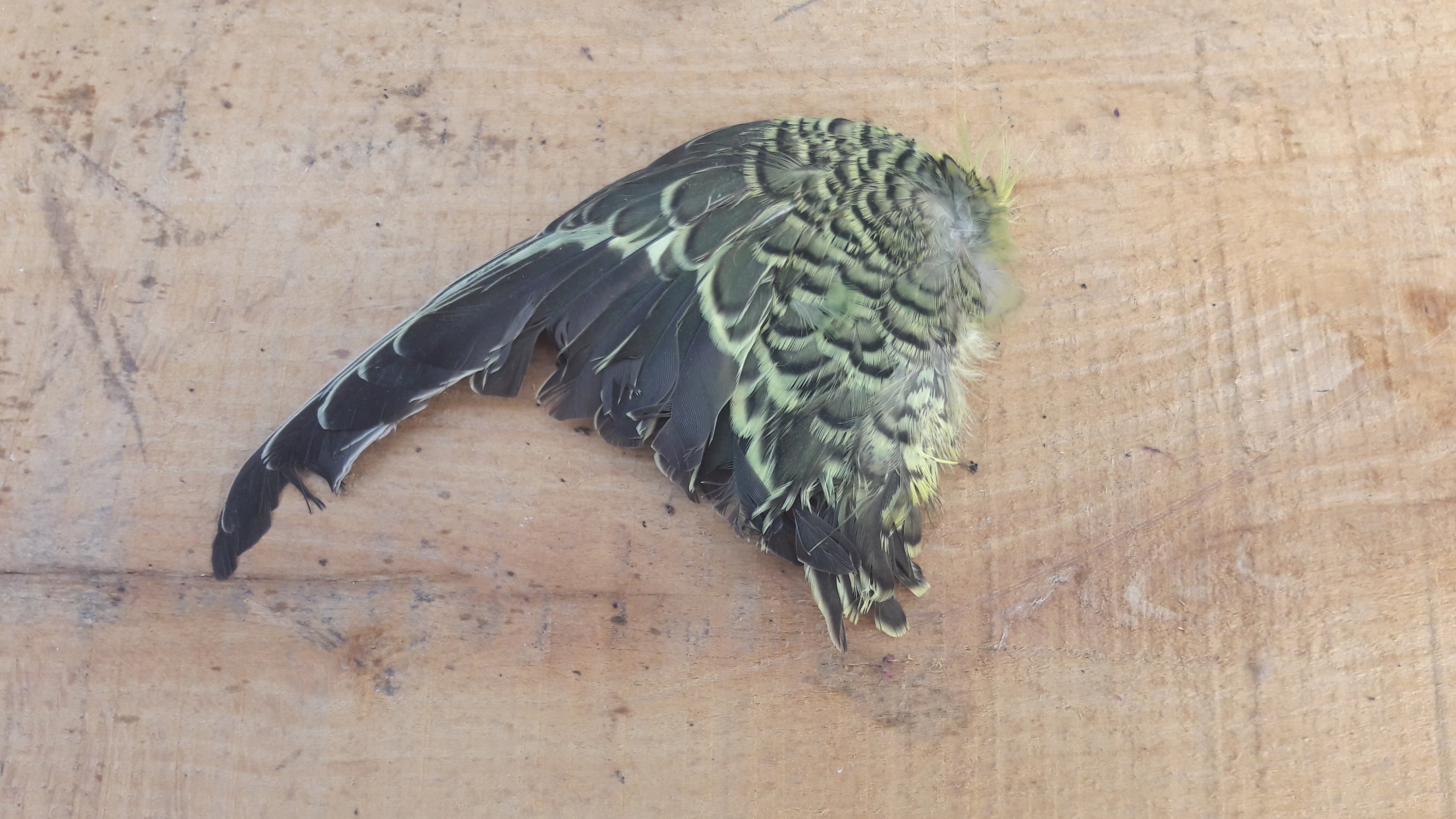 Aile Perruche/Budgie Wing