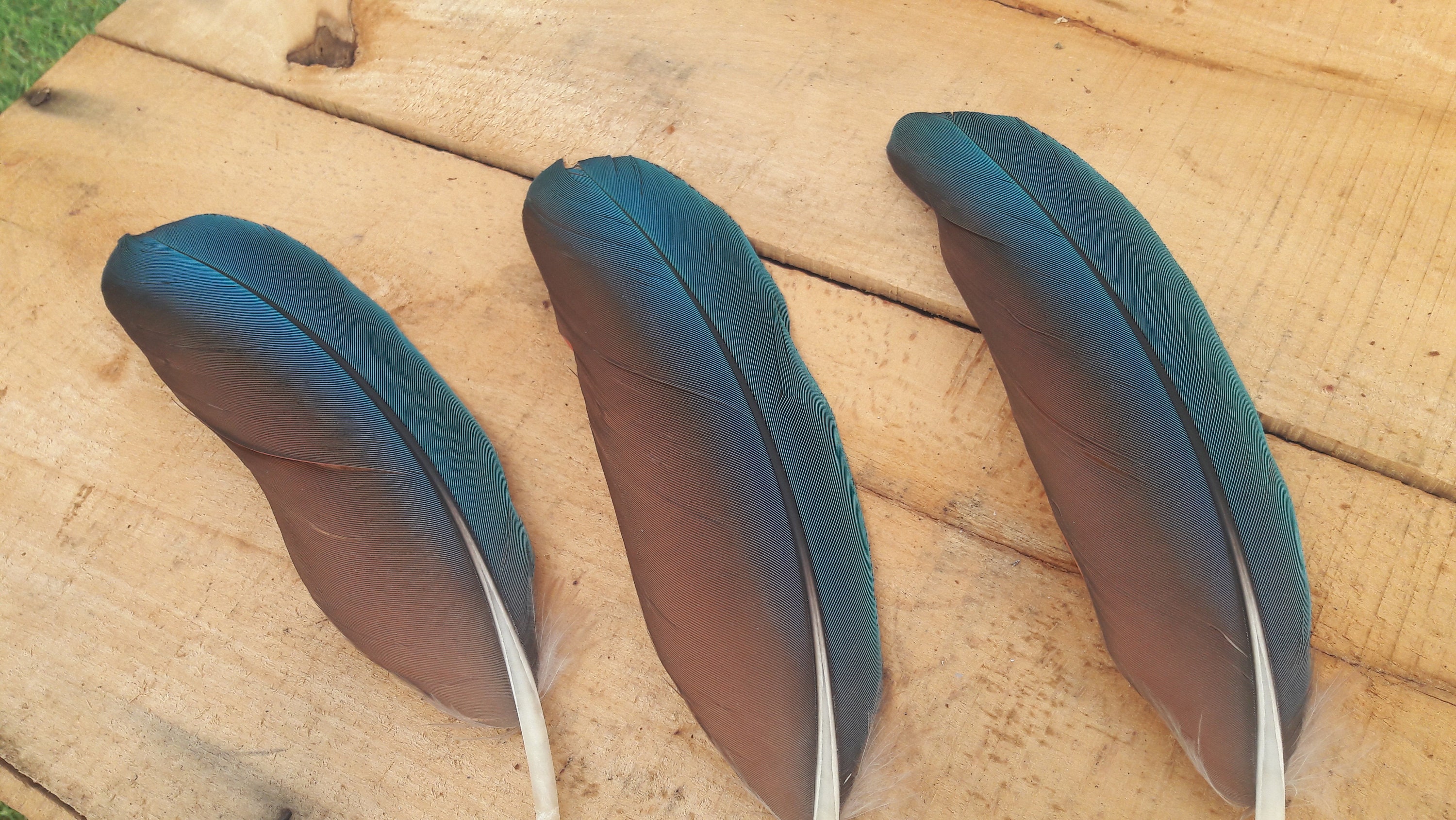 Plume de Perroquet/Parrot Feather