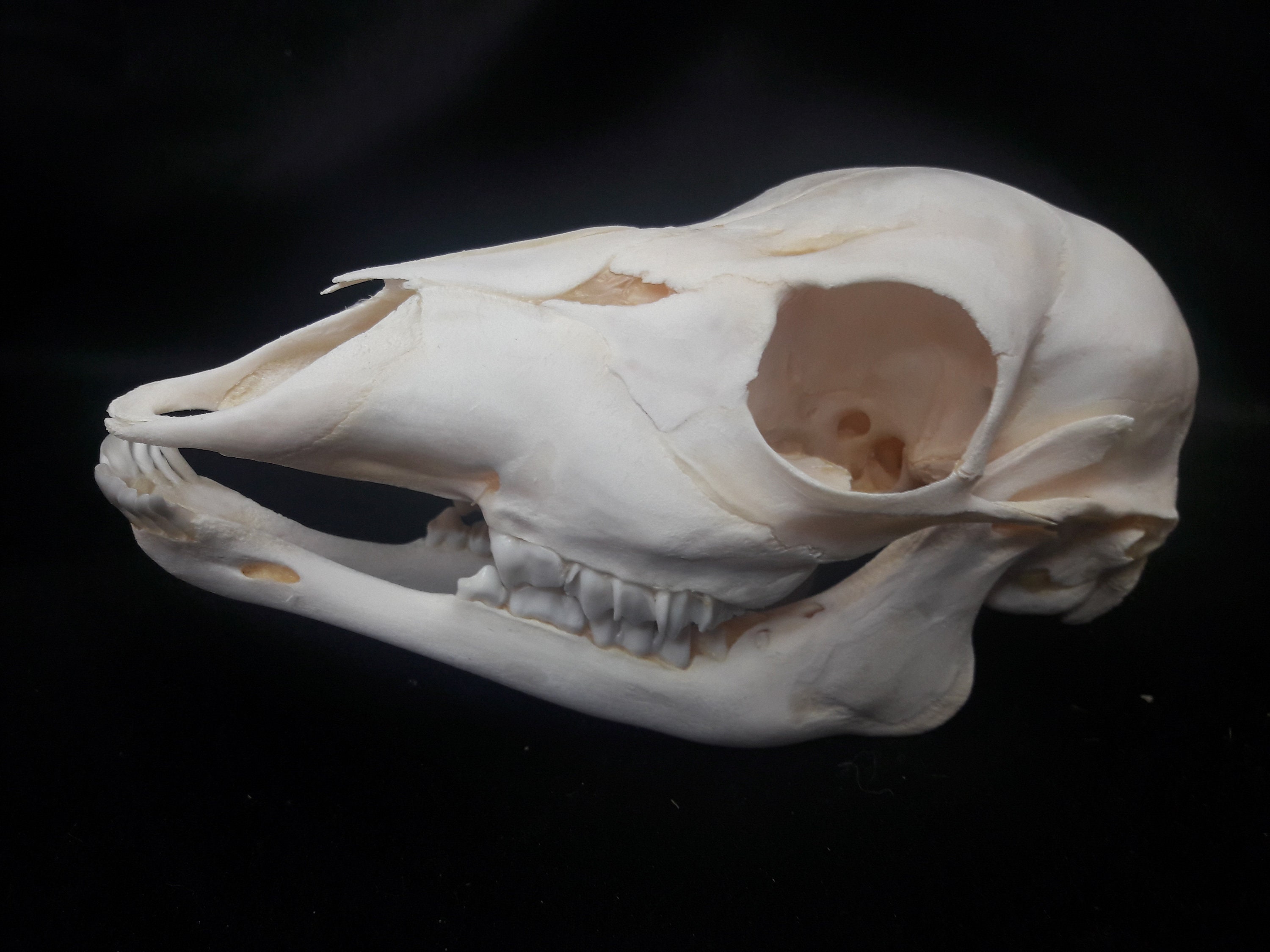 Juvenile Sitatunga Skull ; Crâne de Juvénile