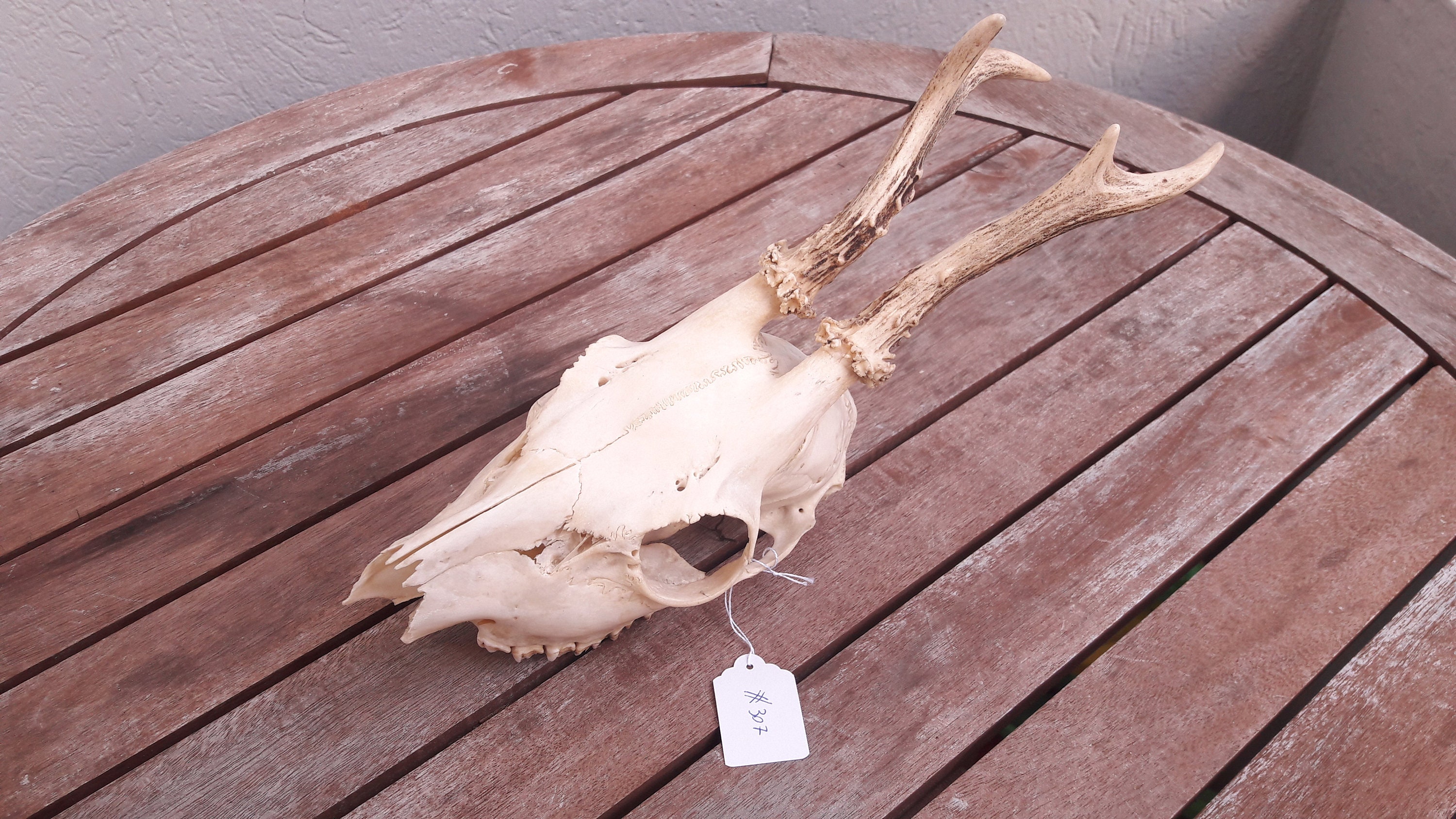 Roe Deer Skull #c307 ; Crâne de Chevreuil