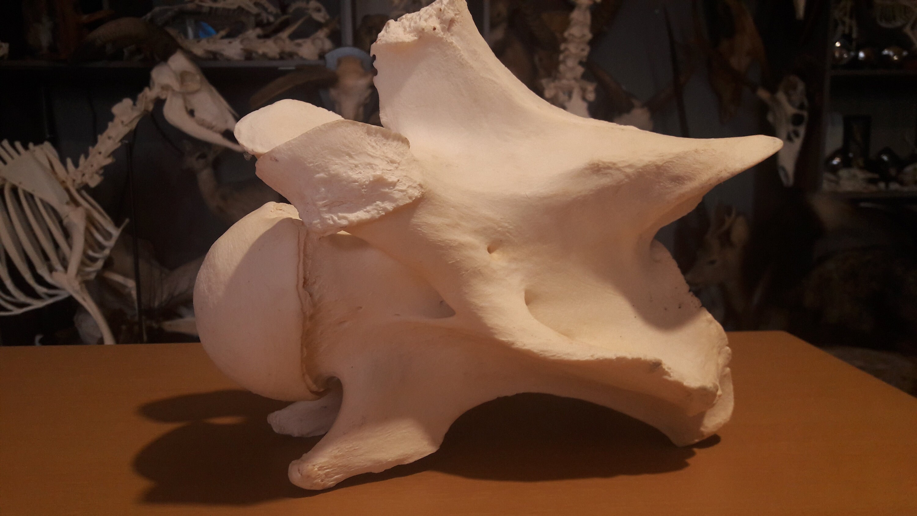 Vertèbre de Girafe/Giraffe Vertebra