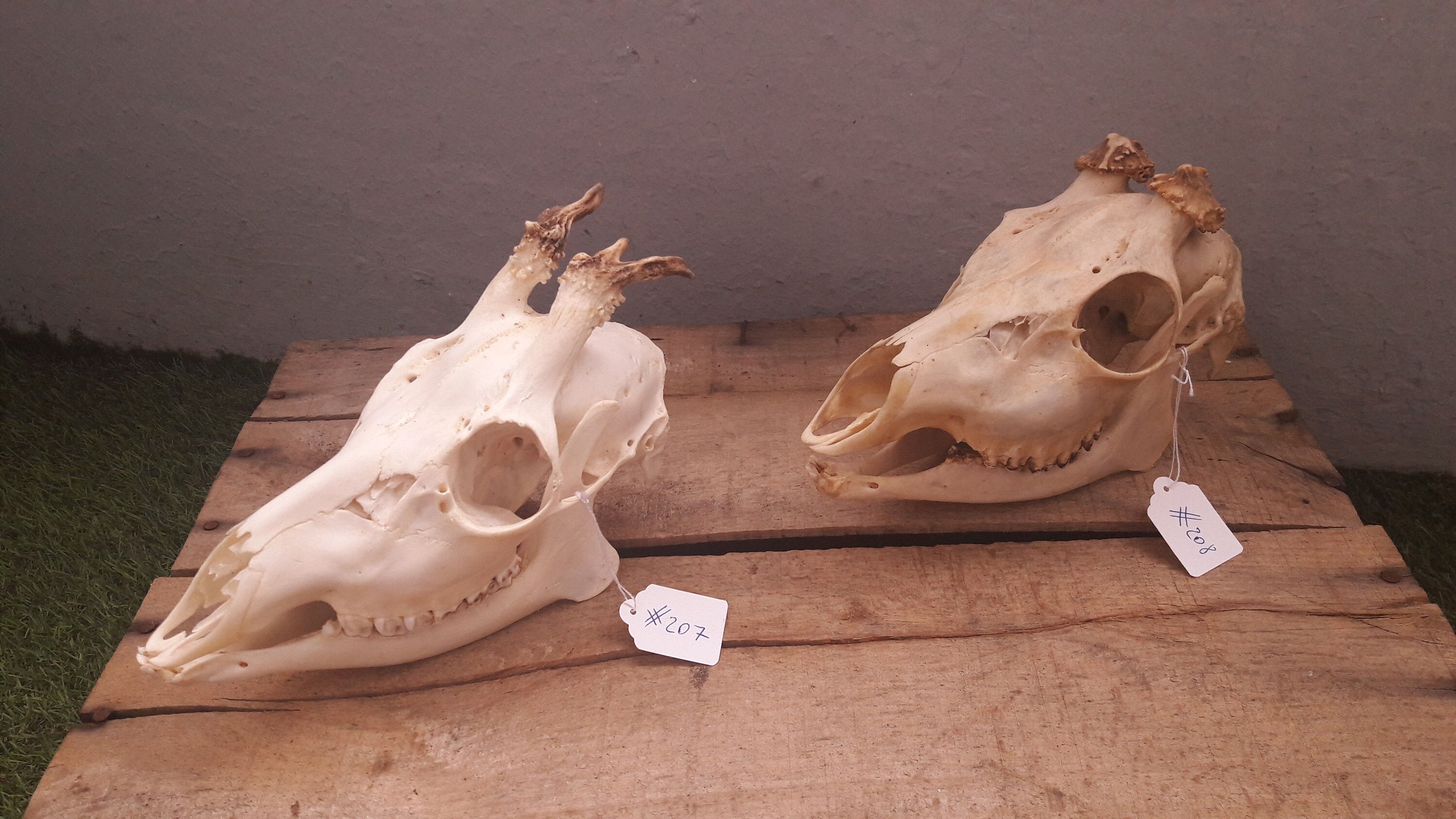 Crâne de Chevreuil Complet avec Anomalie Au Choix