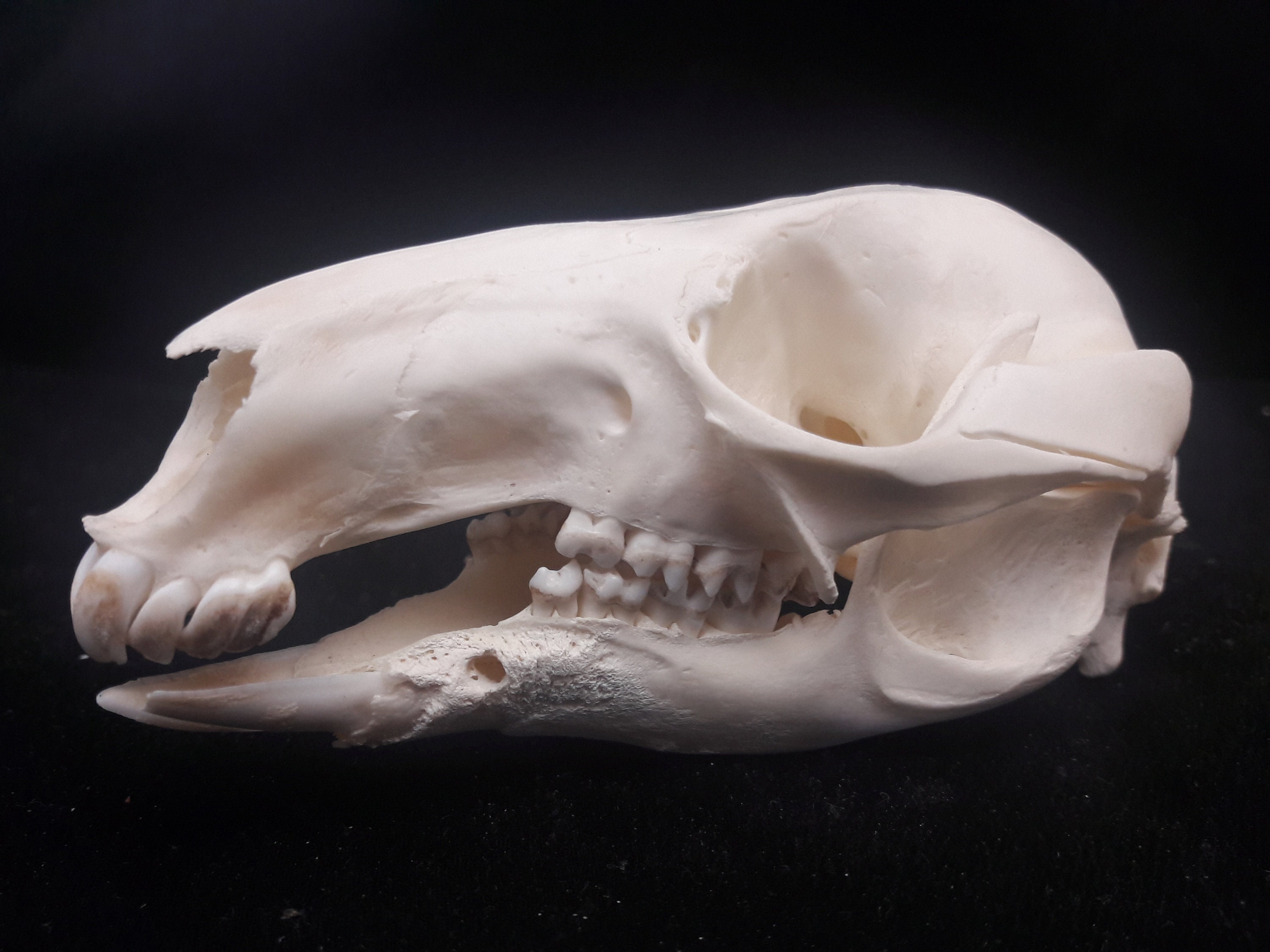 Crâne de Wallaby avec Abcès