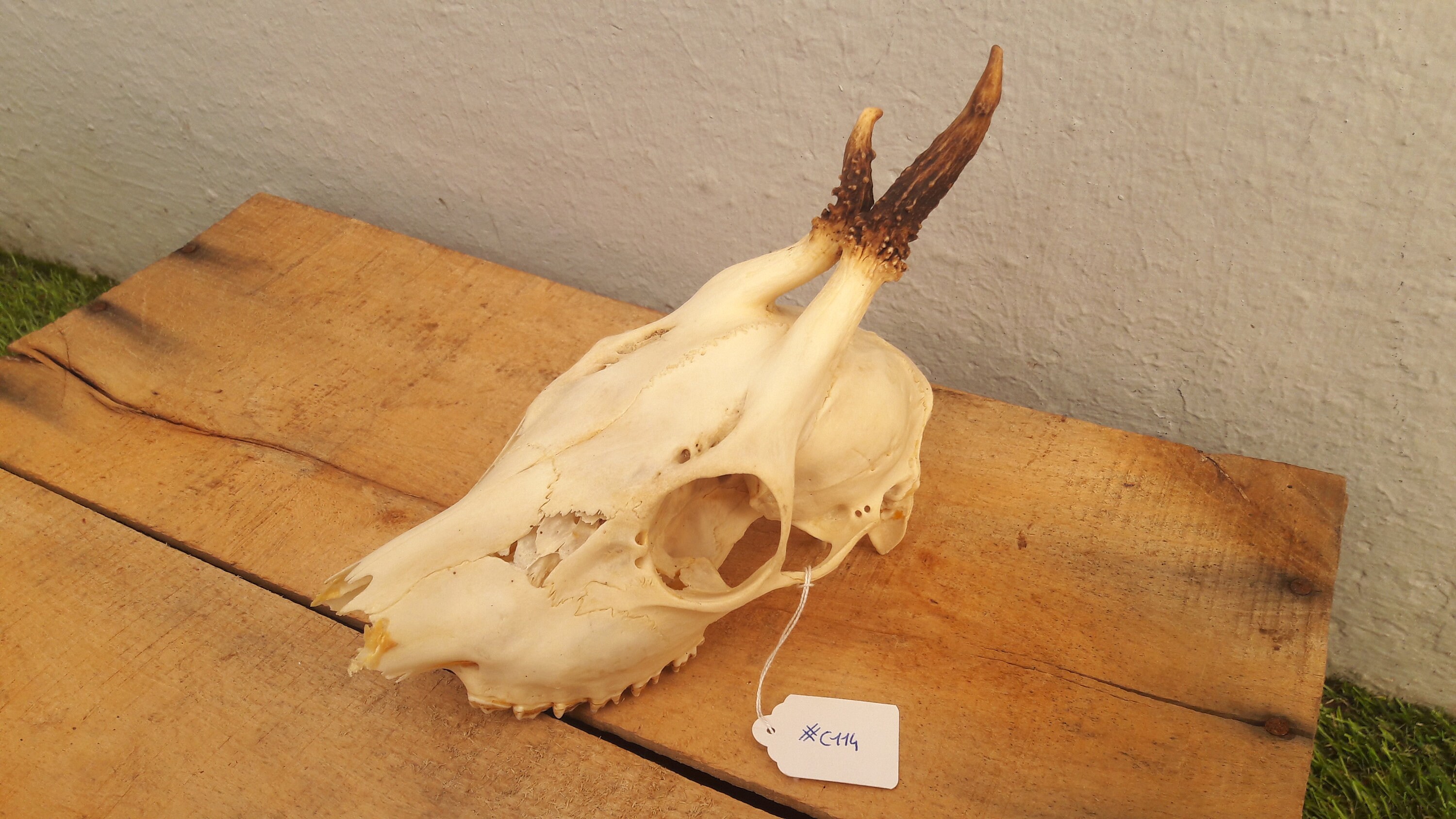 Roe Deer Skull #c114 ; Crâne de Chevreuil