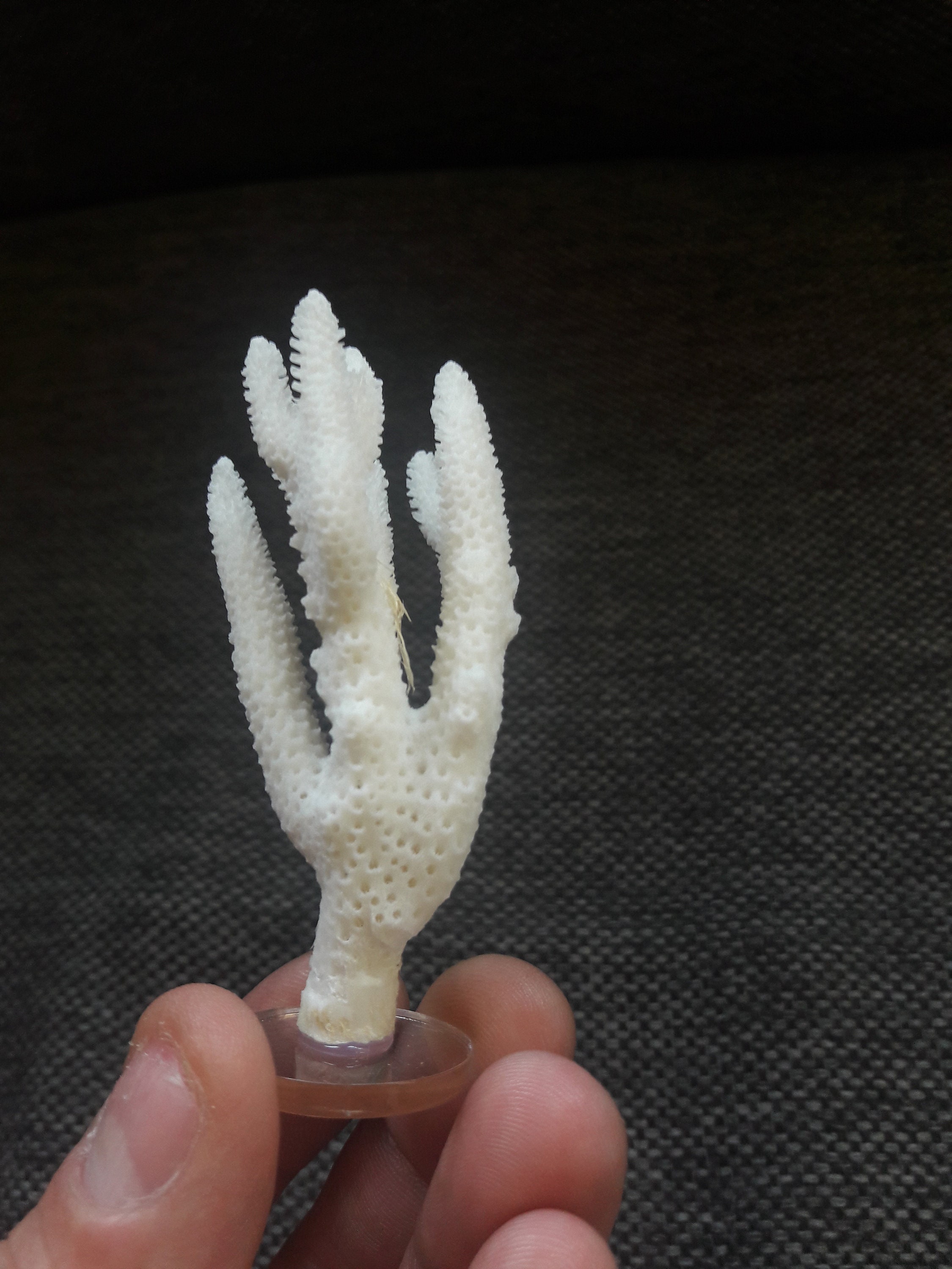 stony Corals/Branche de Corail