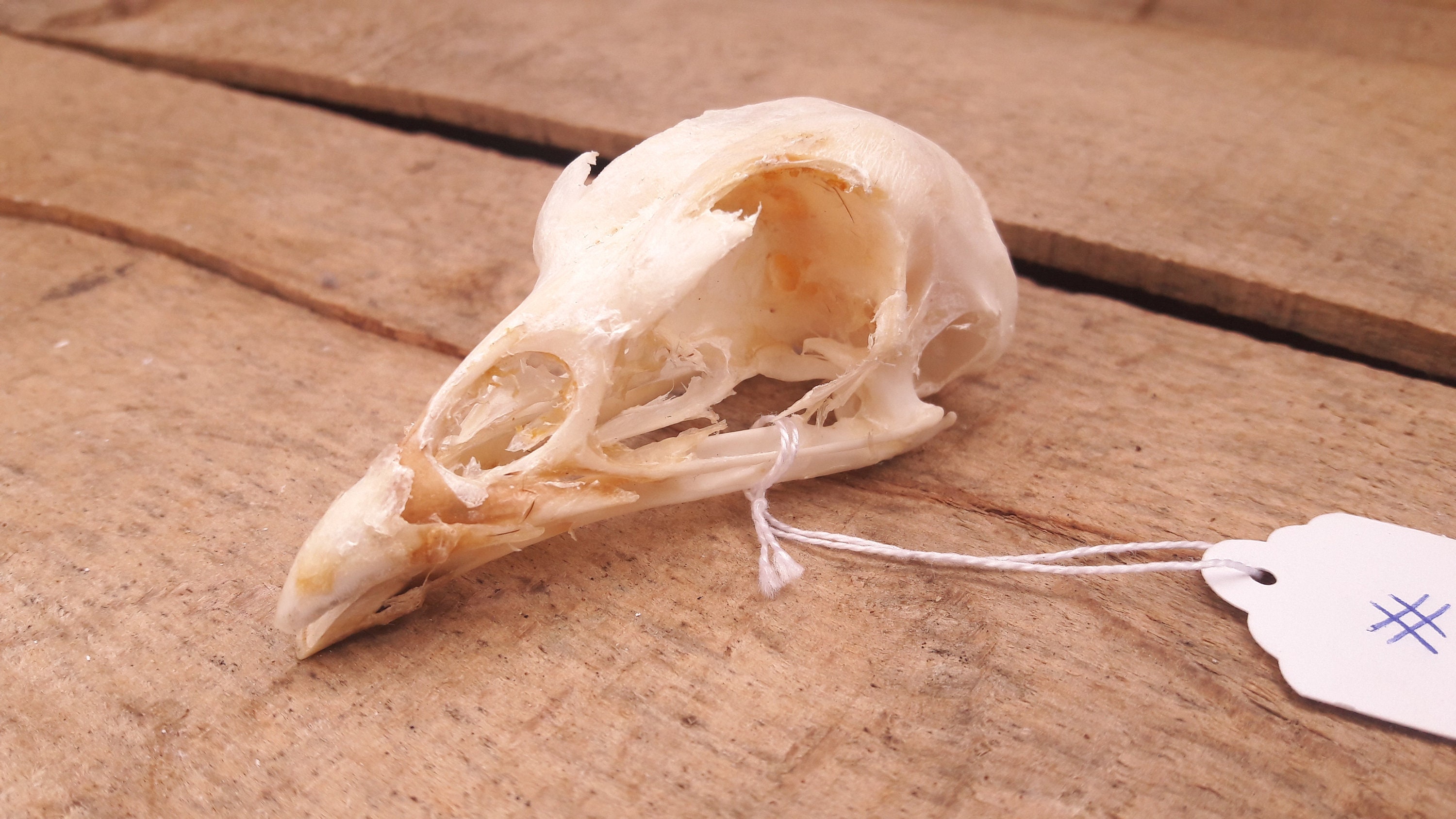 Crâne de Coq Domestique | Gallus Gallus Grade B