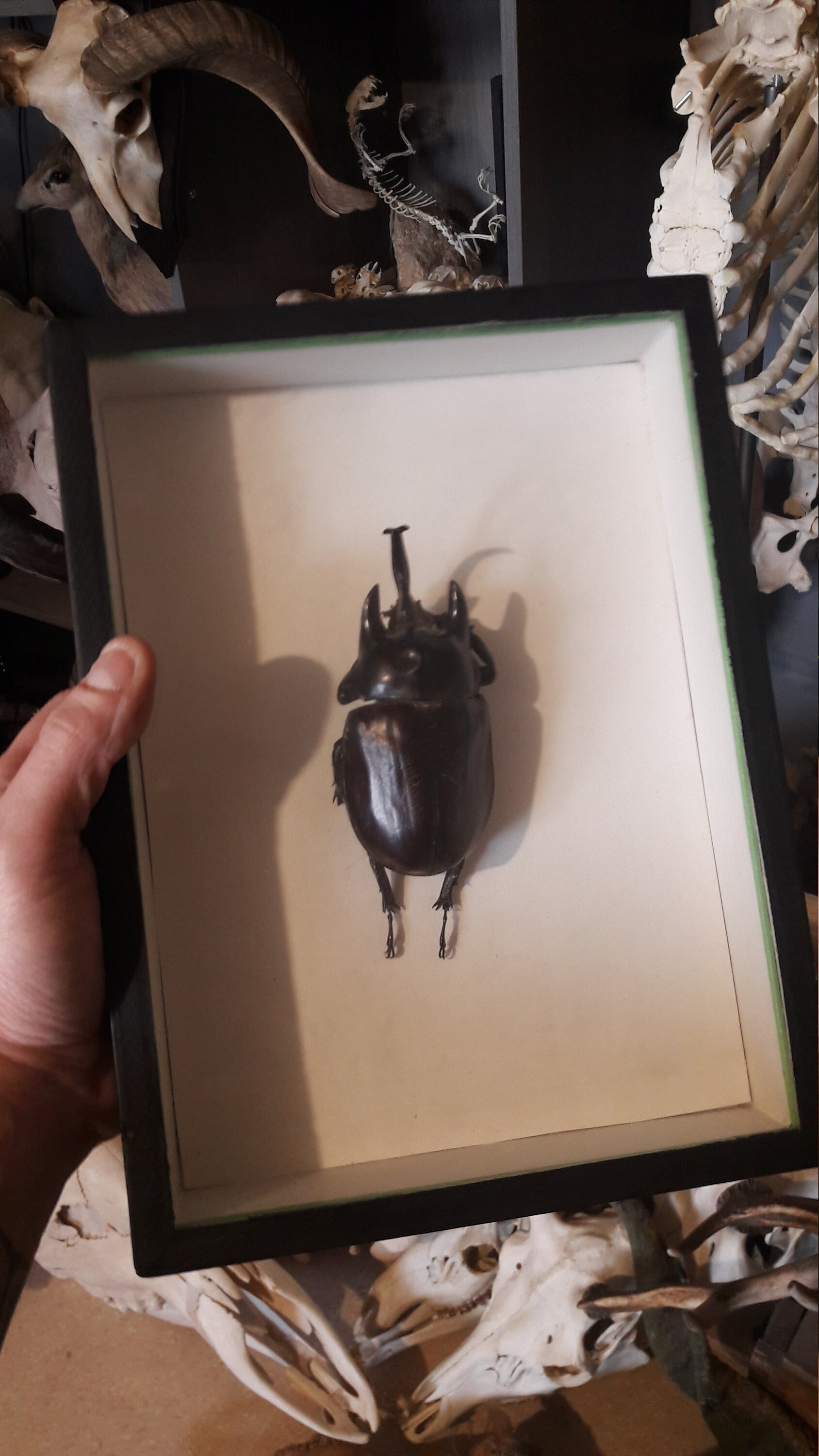 Scarabée Rhinocéros Megasoma Actaeon 