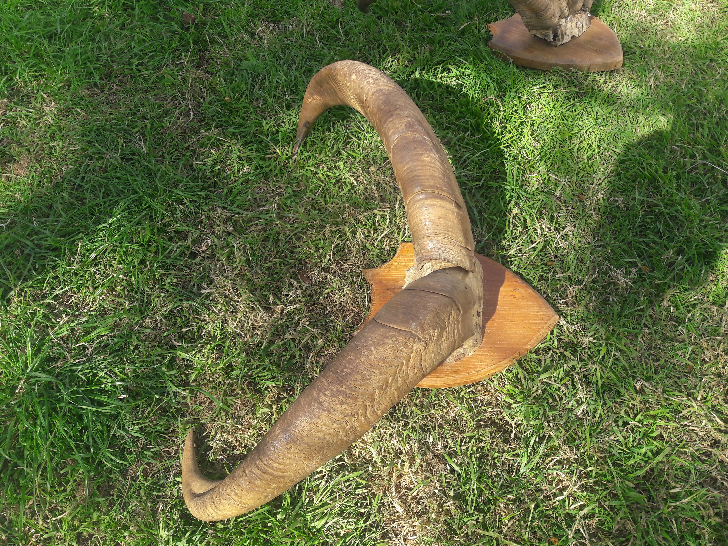 Trophée de Grand Bharal | Pseudois Nayaur /Blue Sheep Trophy