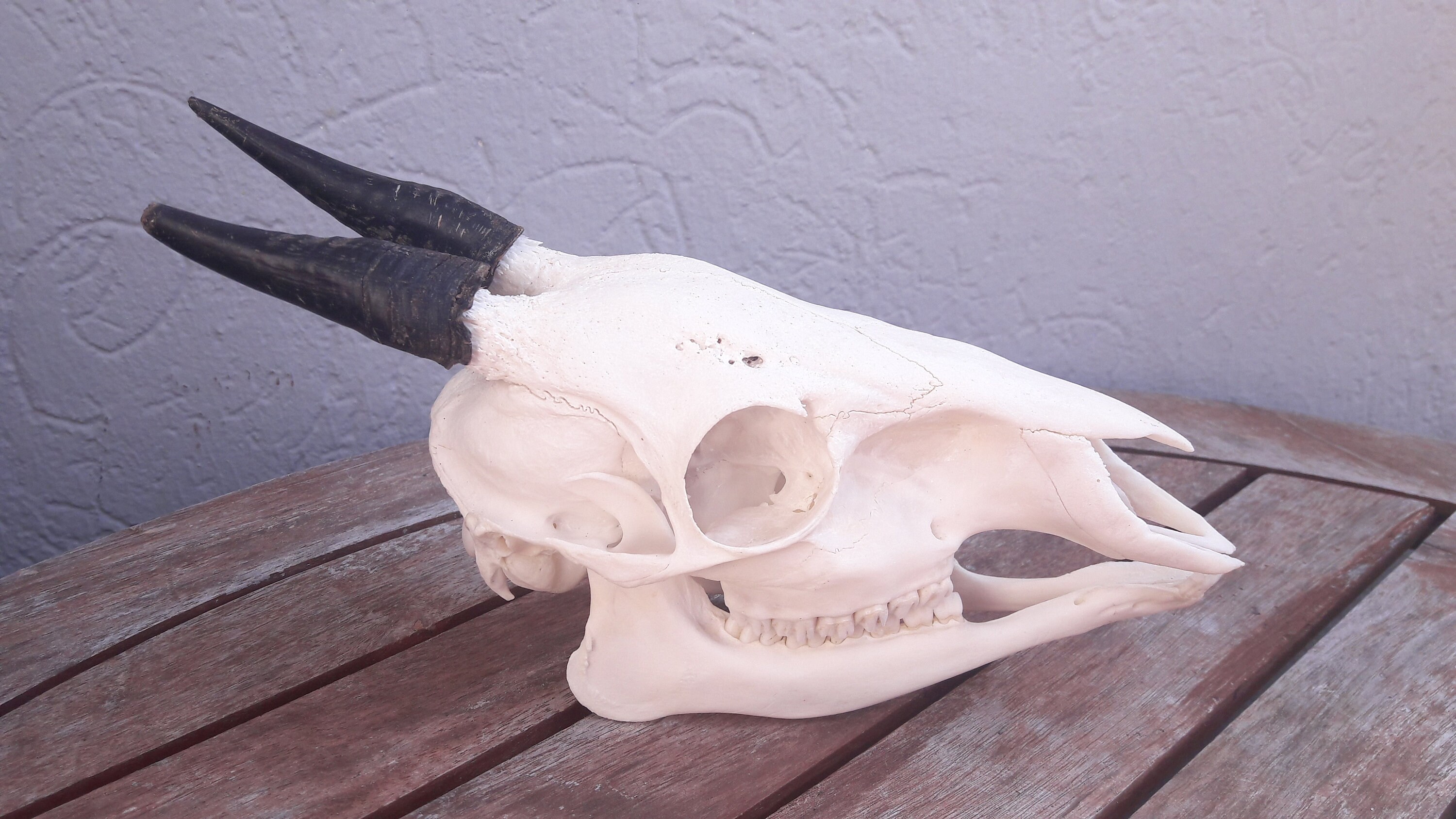 Skull Black Duiker/Crâne de Céphalophe Noir