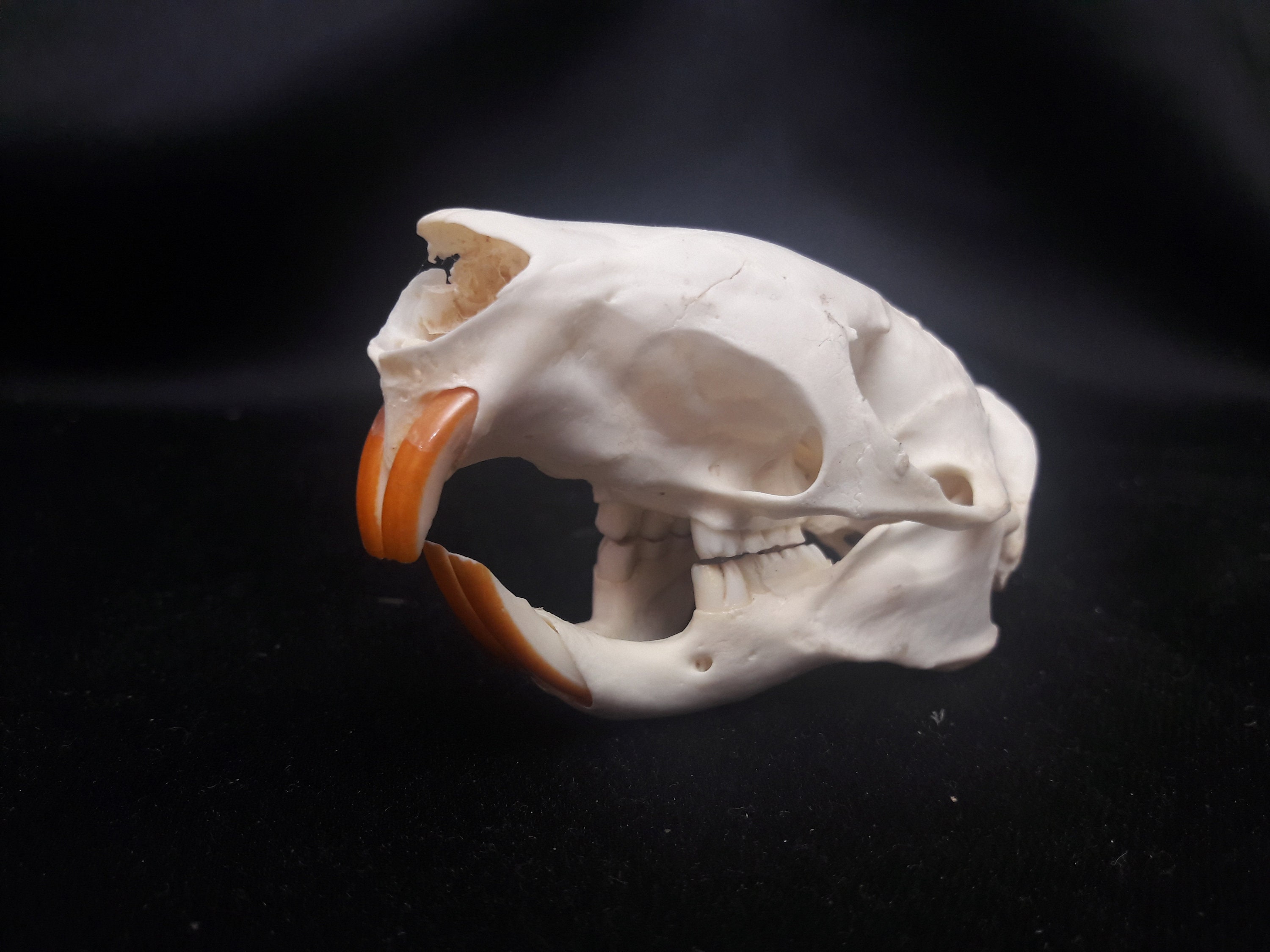 Skull Porpucine ; Crâne de Porc Épic Grade B