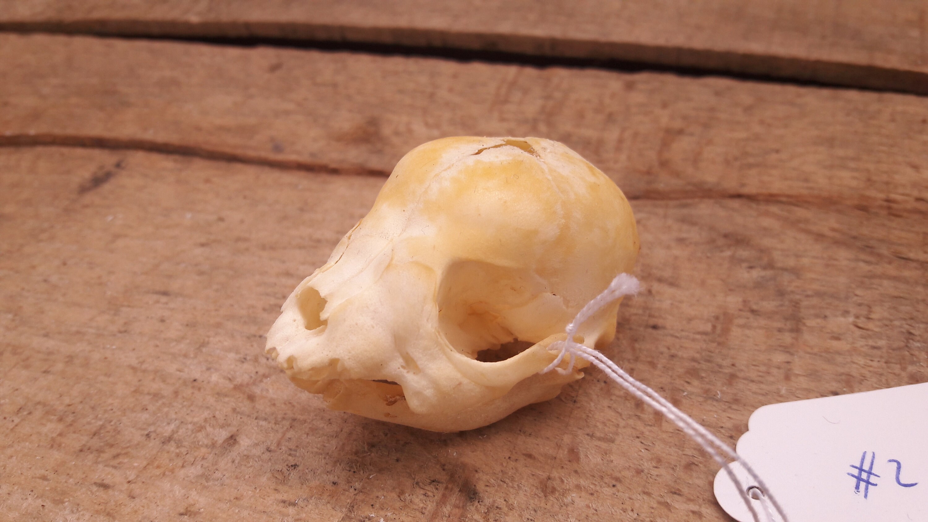 stillborn Skull/Crâne de Fœtus Animal