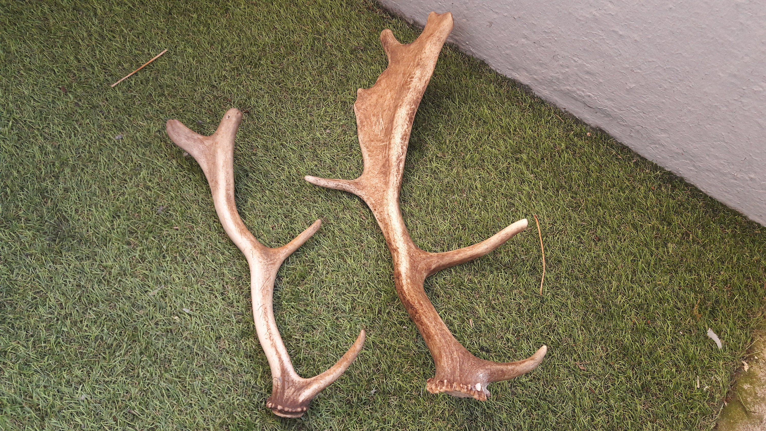 Paire de Mue Daim | Dama Dama ; Bois