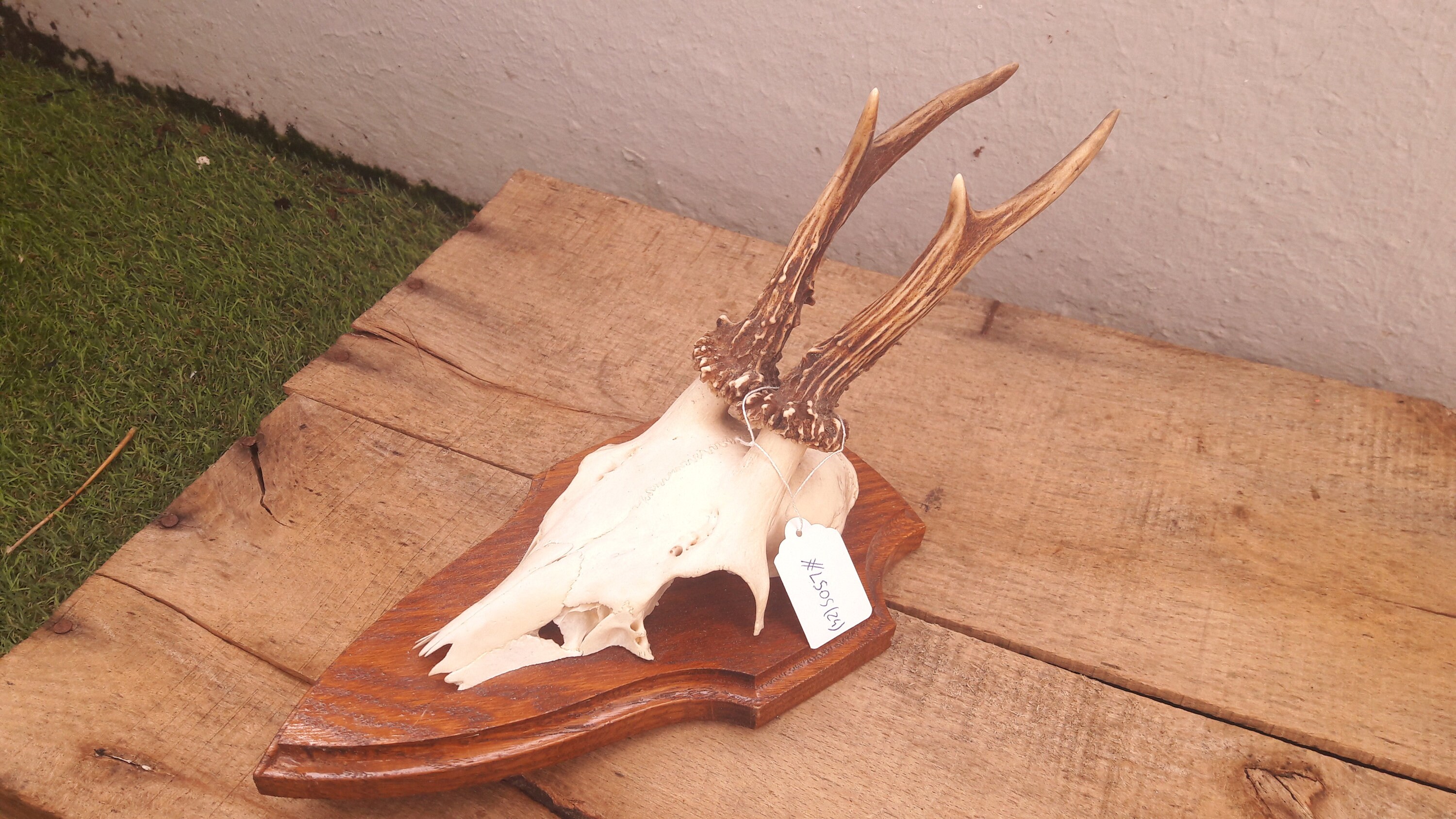 Trophée de Chevreuil/Trophy Roe Deer