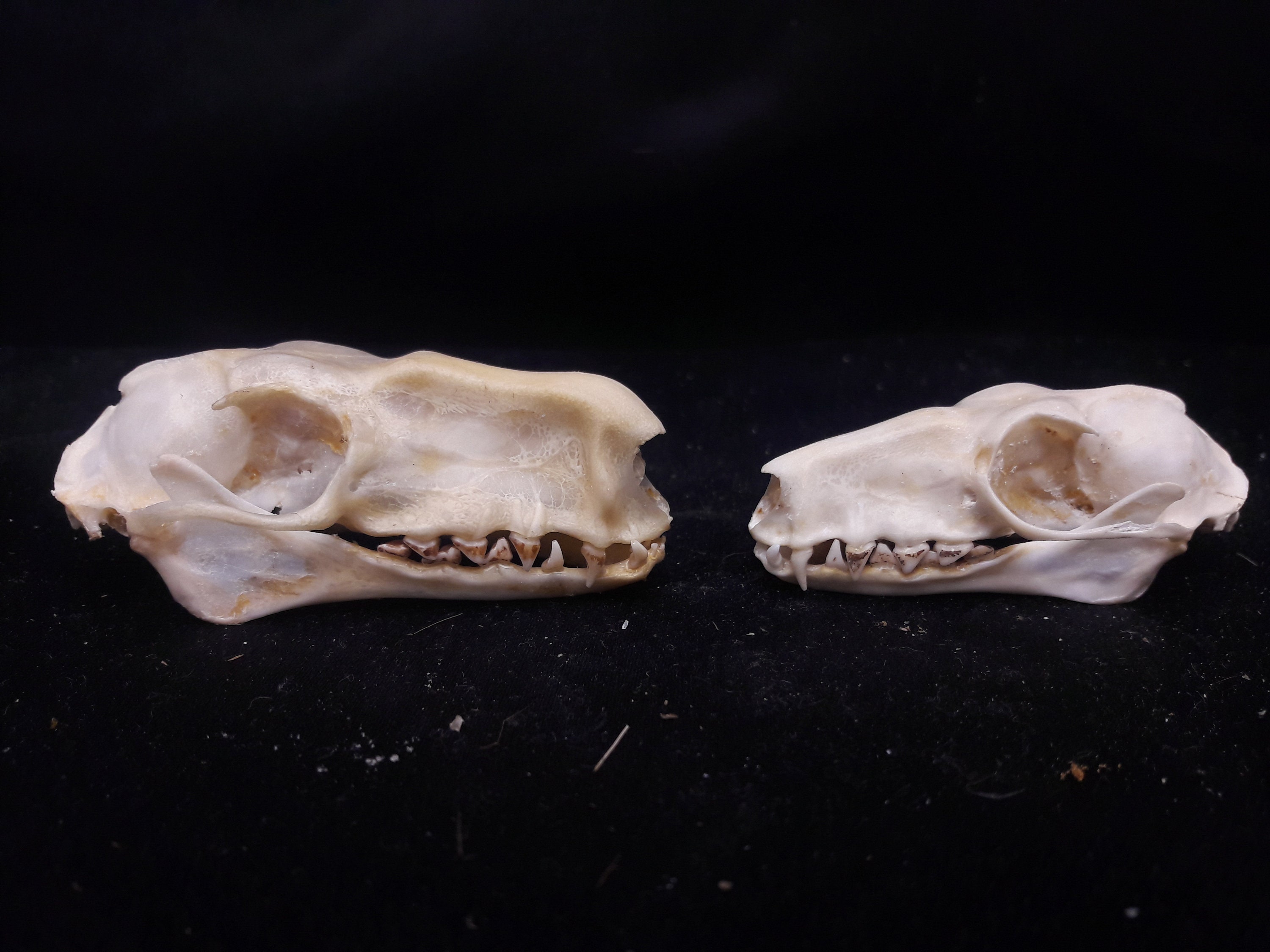Hammer Bat Skull Couple/Coule de Crâne Chauve-Souris Marteau