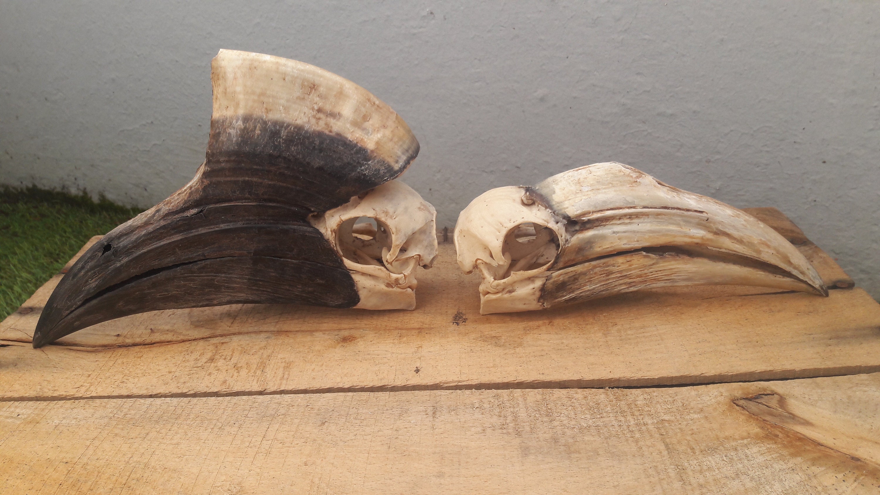 Couple de Crânes Calao à Casque Jaune/Set Of Skulls Yellow Hornbill