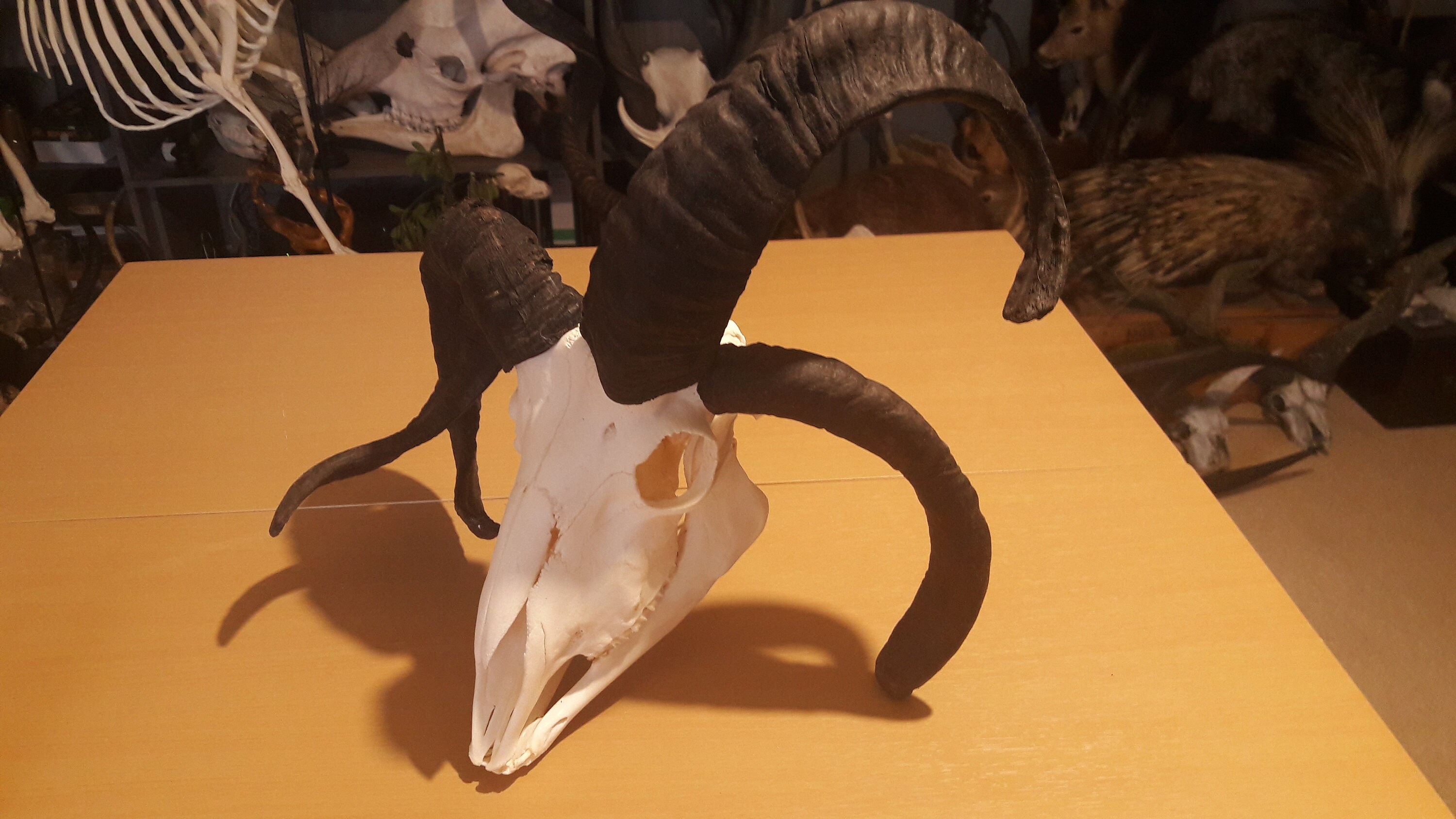 Full Skull jacob 4 Horns
