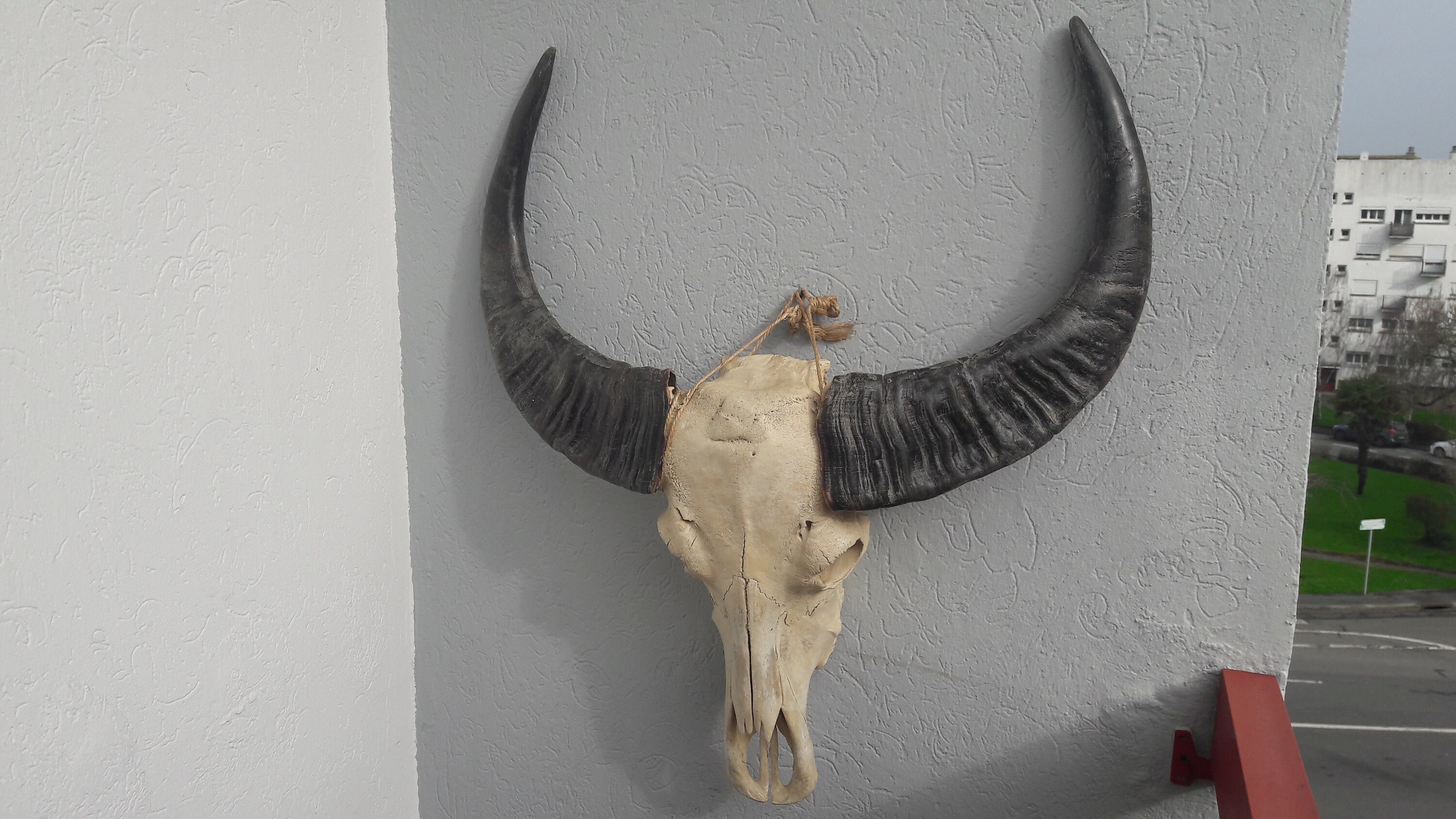 Enorme Crâne de Buffle d'eau Asiatique | Bubalus Bubalis