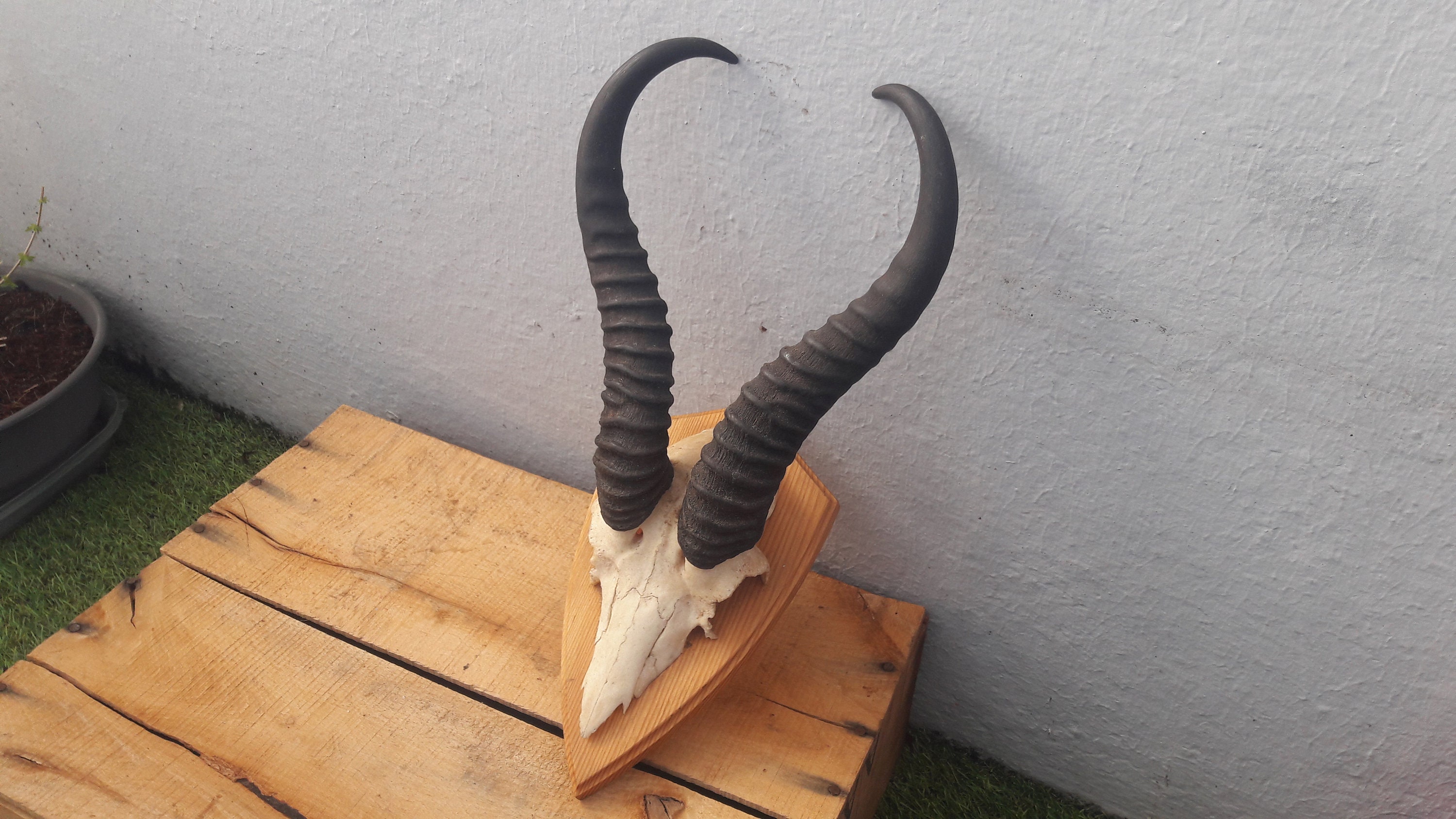 Trophée Springbok/Trophy