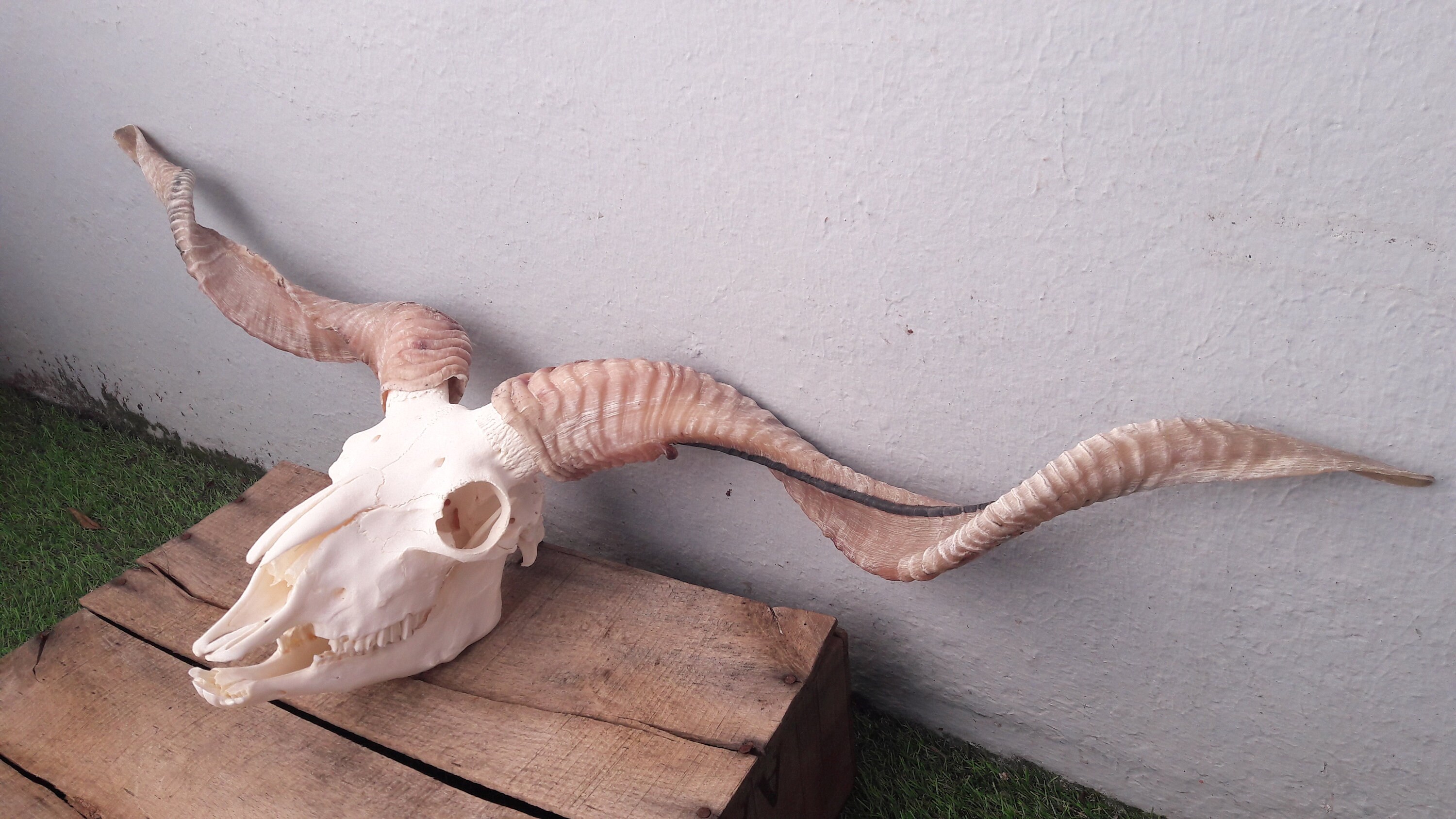 Crâne Complet de Racka avec Mâchoire