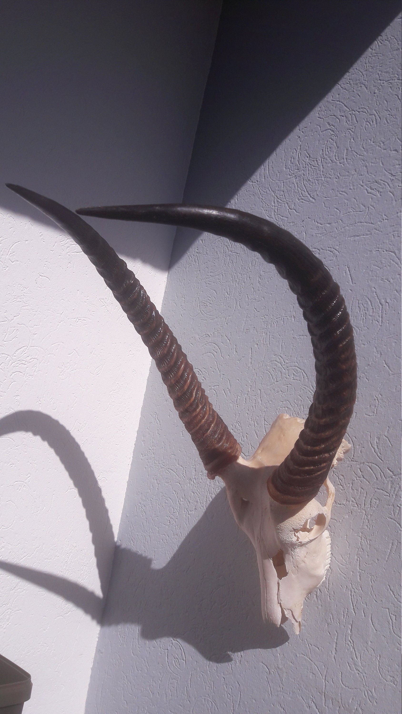 Crâne de Cobe Defassa ; Waterbuck Kobus Ellipsiprymnus Defassa