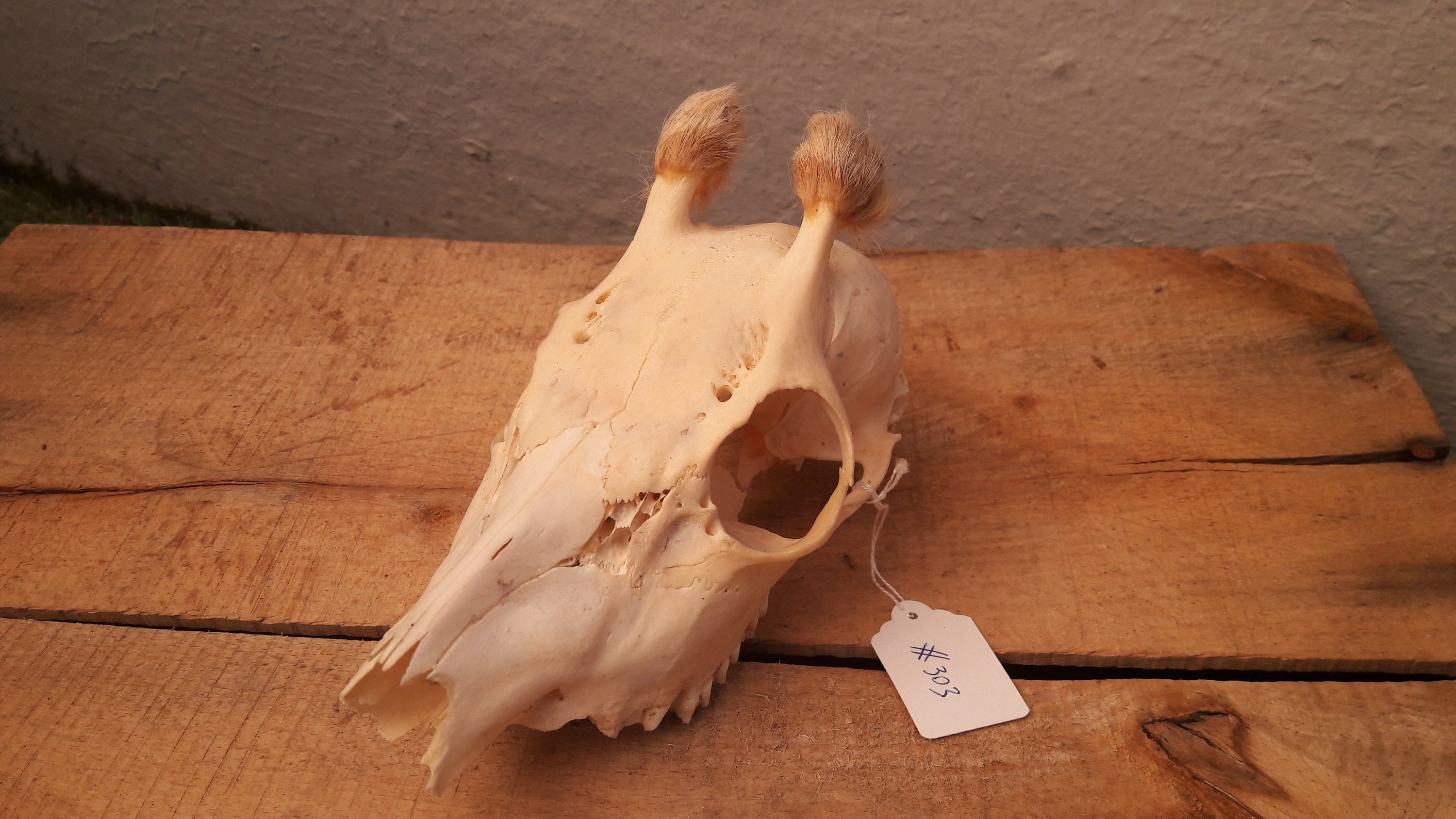 Roe Deer Skull #c303 ; Crâne de Chevreuil