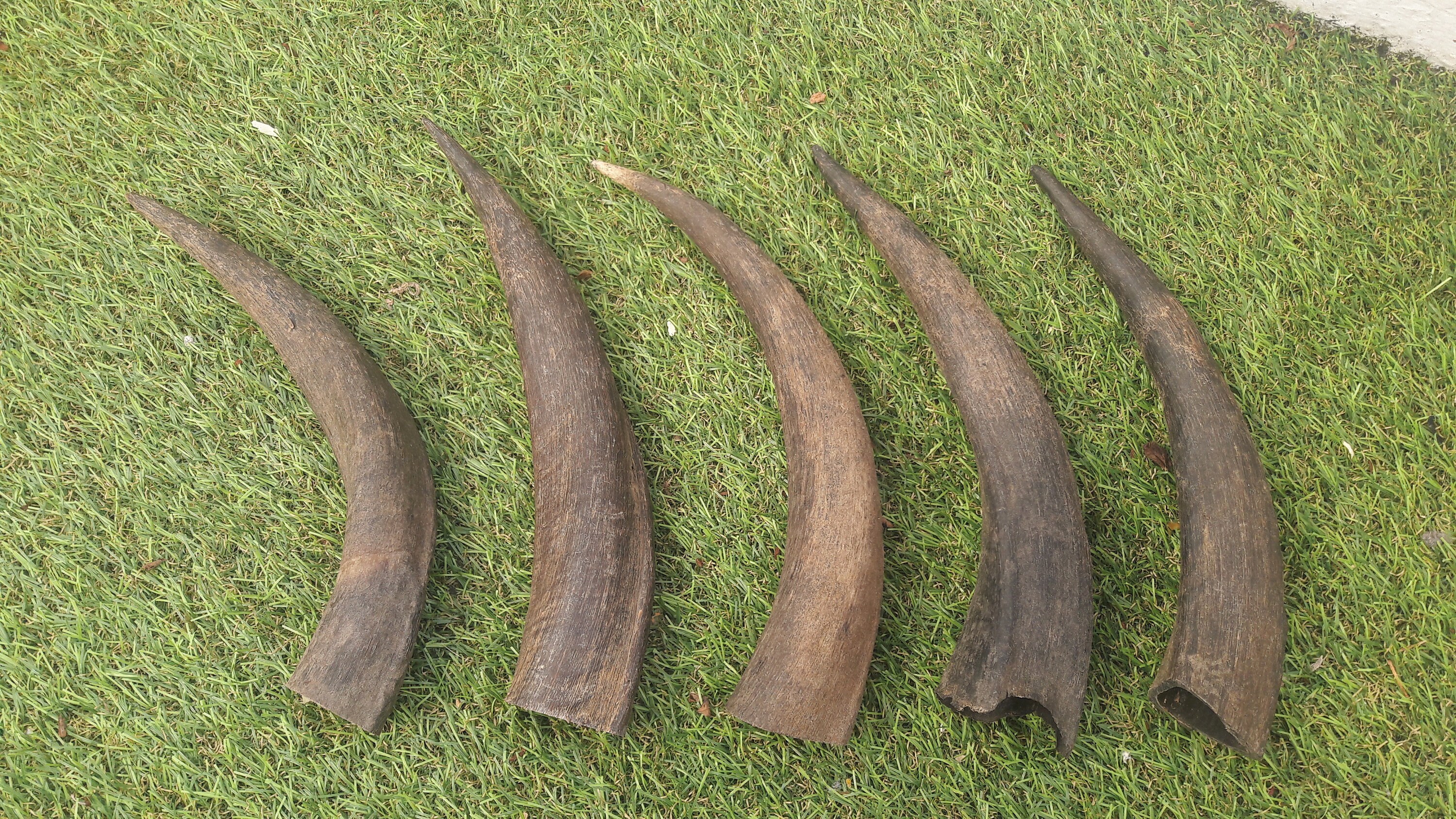 Corne de Kudu/Horn Medium