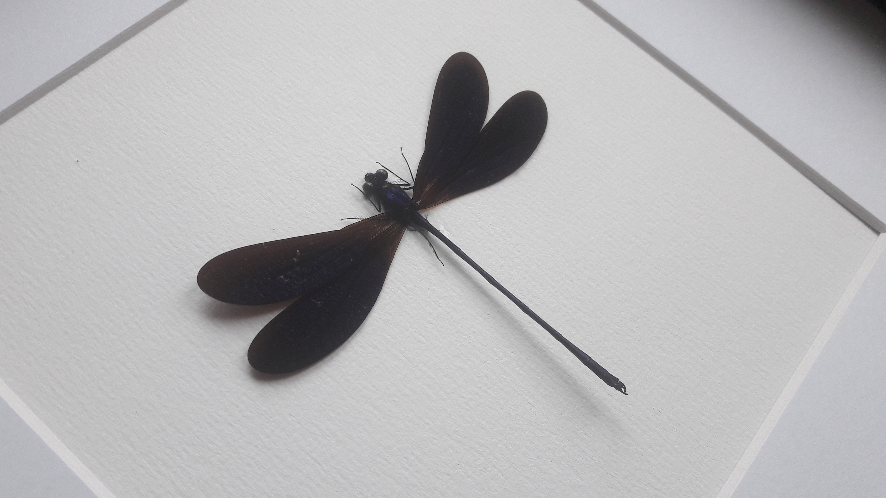 Cadre Libellule Vestalis Luctuosa Blue