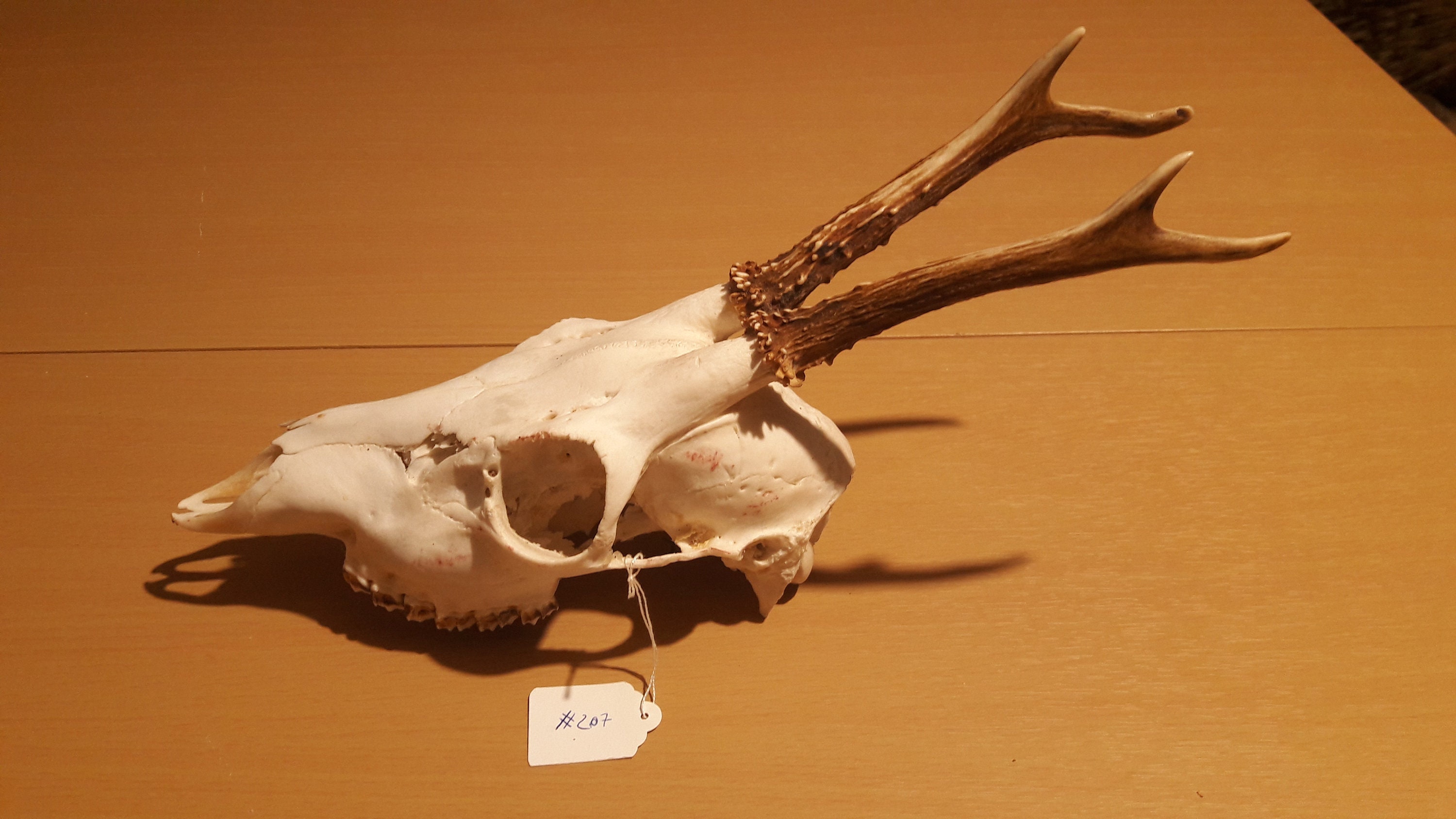 Roe Deer Skull #c207 ; Crâne de Chevreuil