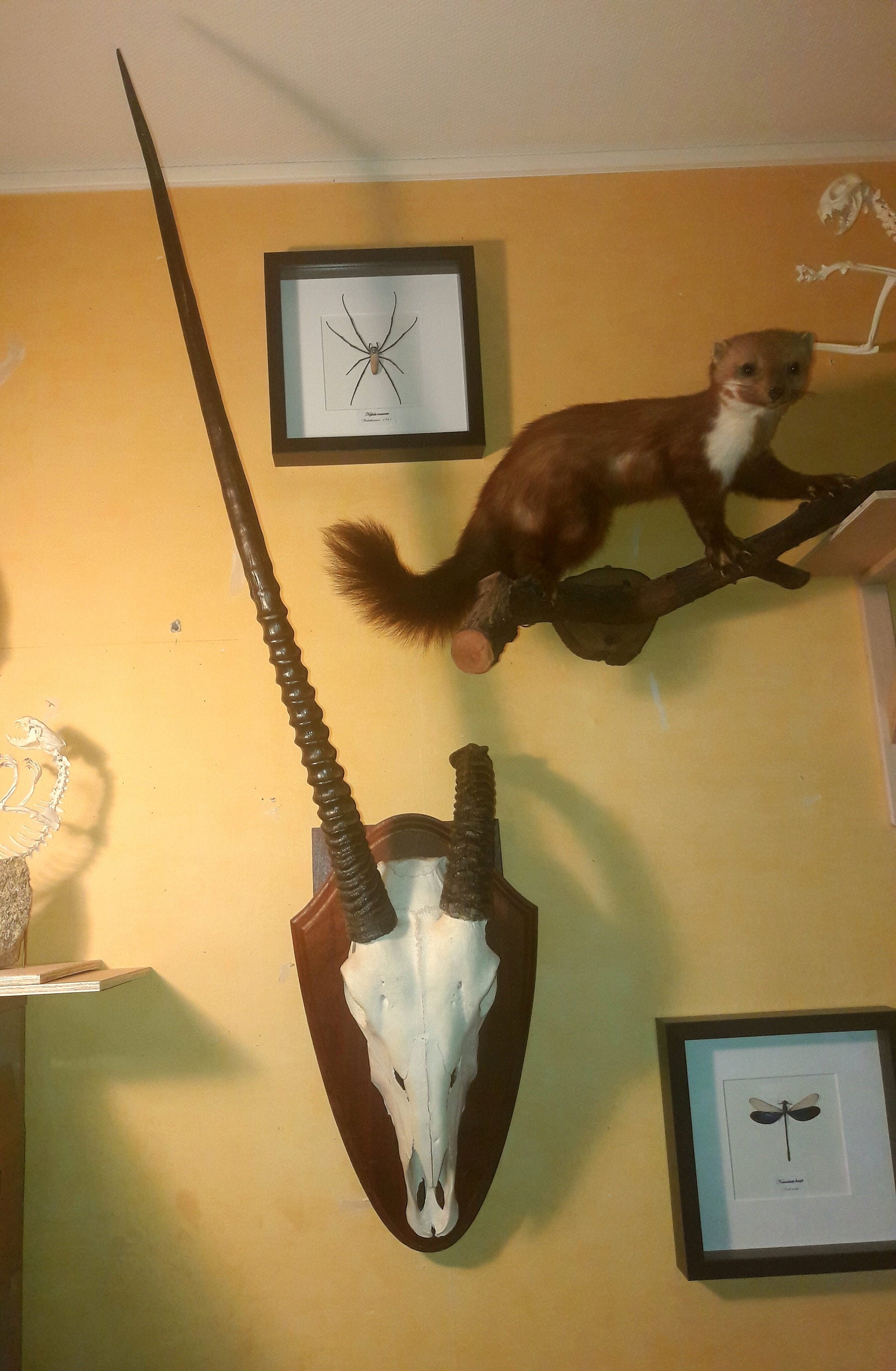 Trophée Oryx/Gemsbok Trophy