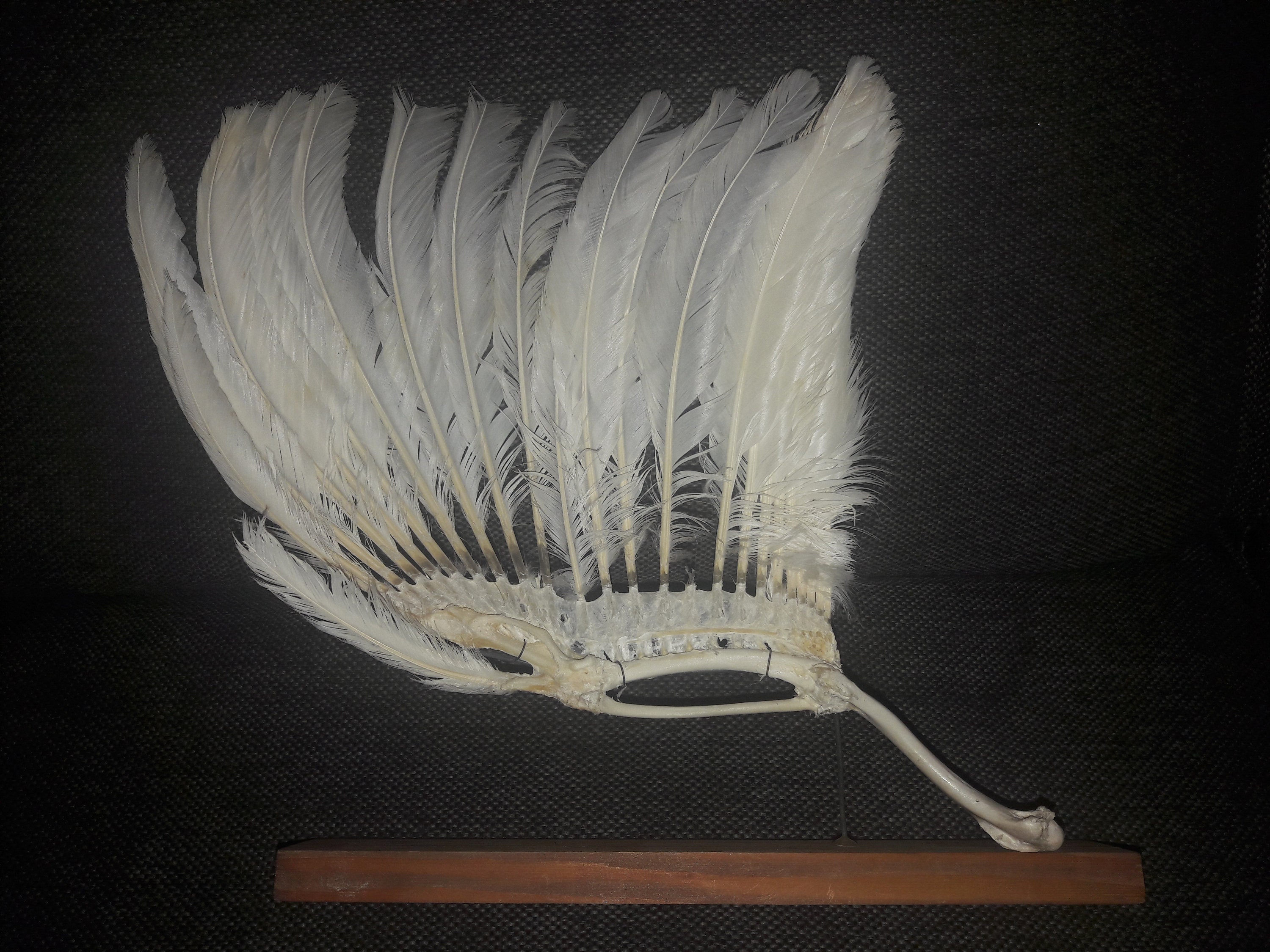 Montage Ostéologique d'étude d'une Aile d'oiseau/Osteological Assembly Of A Bird's Wing