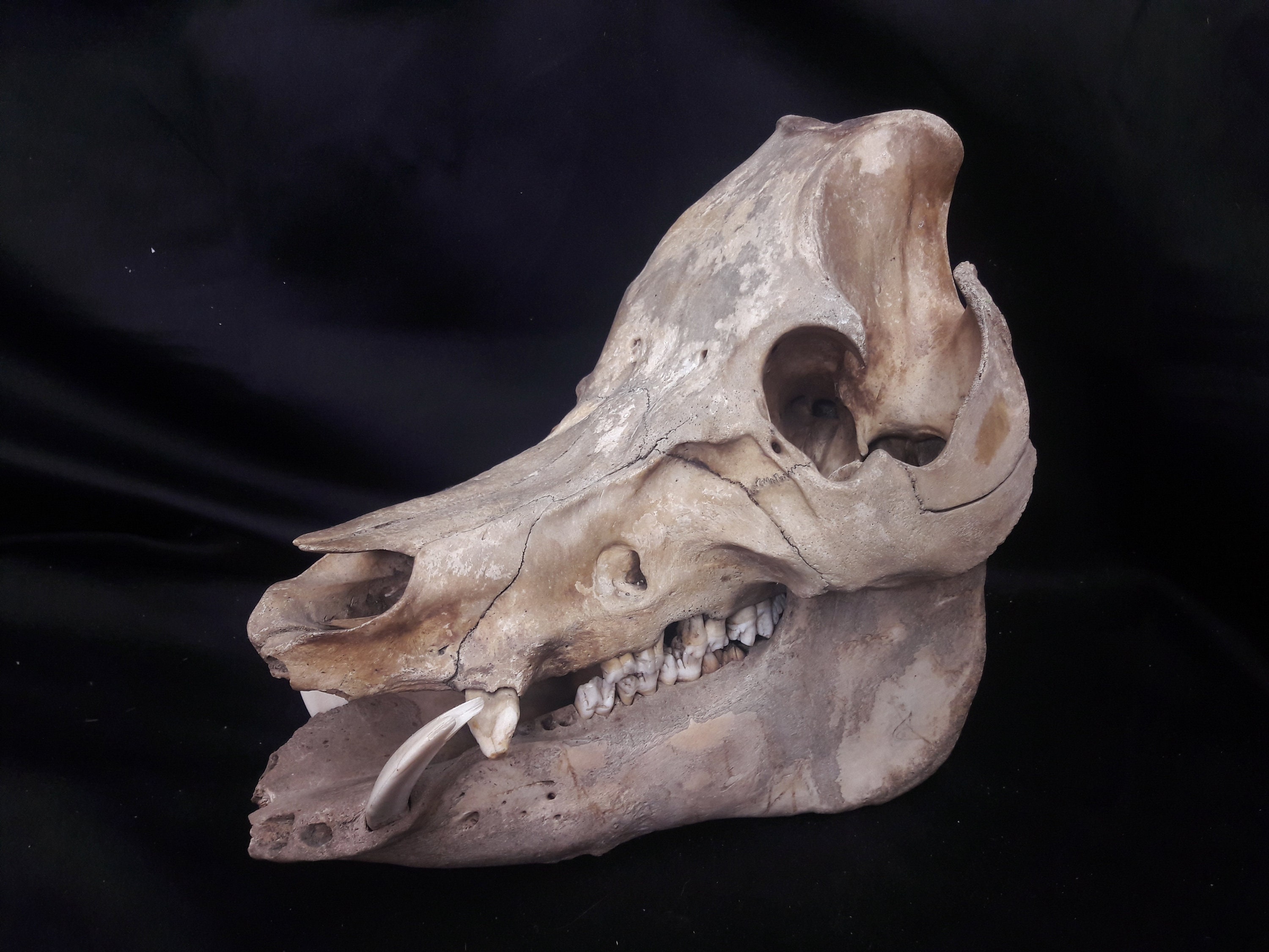 Skull Vietnamese Pot-Bellied Pig/Crâne de Cochon Pot-Bellied