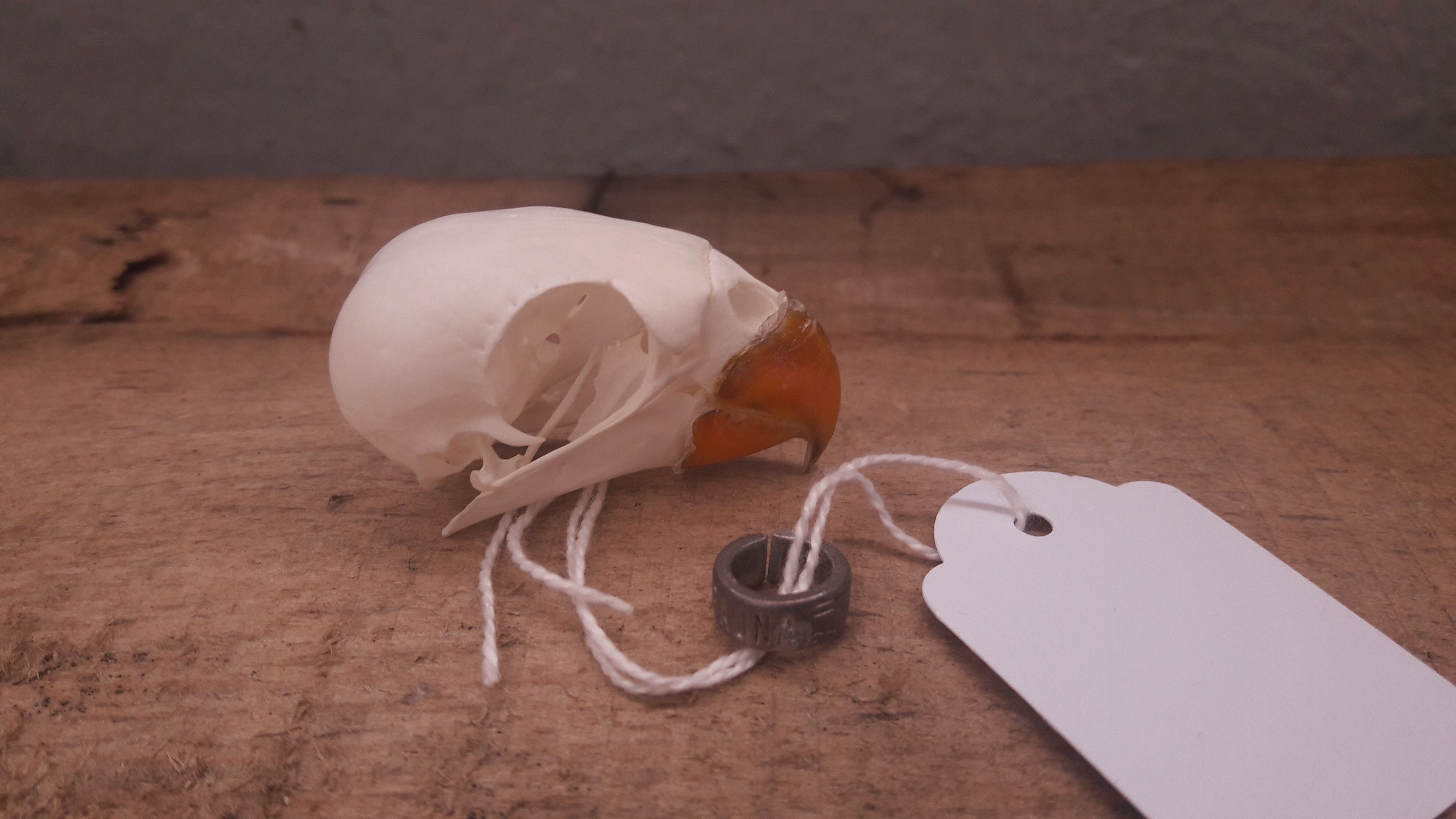 Crâne de Loriquet à Tête Bleue | Trichoglossus Moluccanus