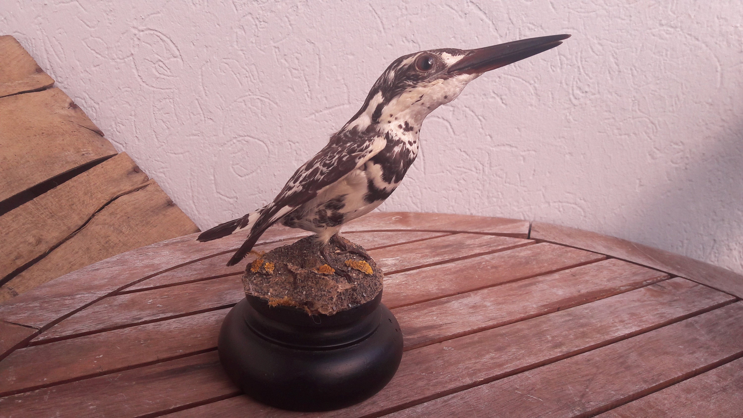 Taxidermie de Martin-Pêcheur Pie ; Ceryle Rudis