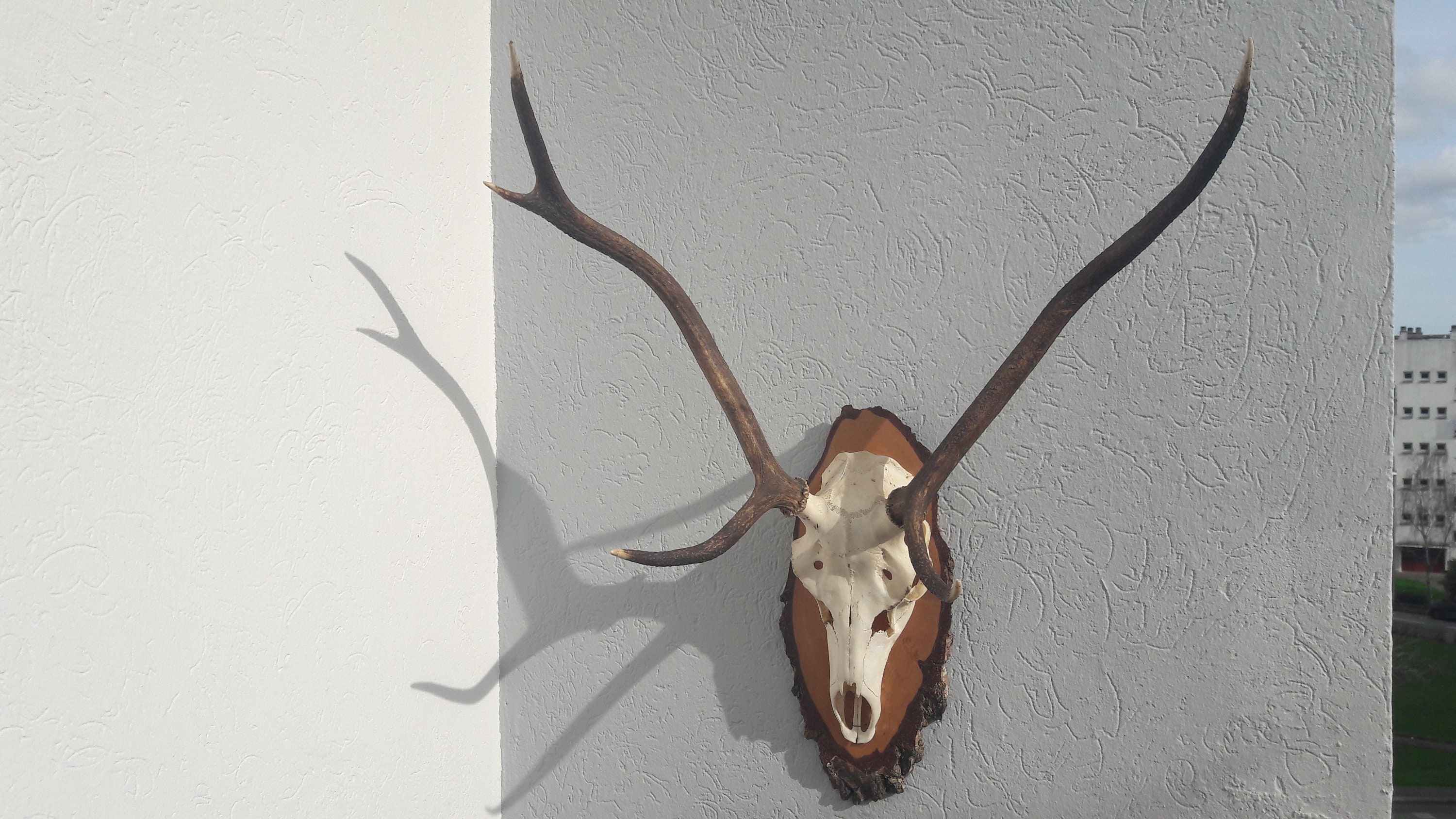 Trophée de Cerf Elaphe