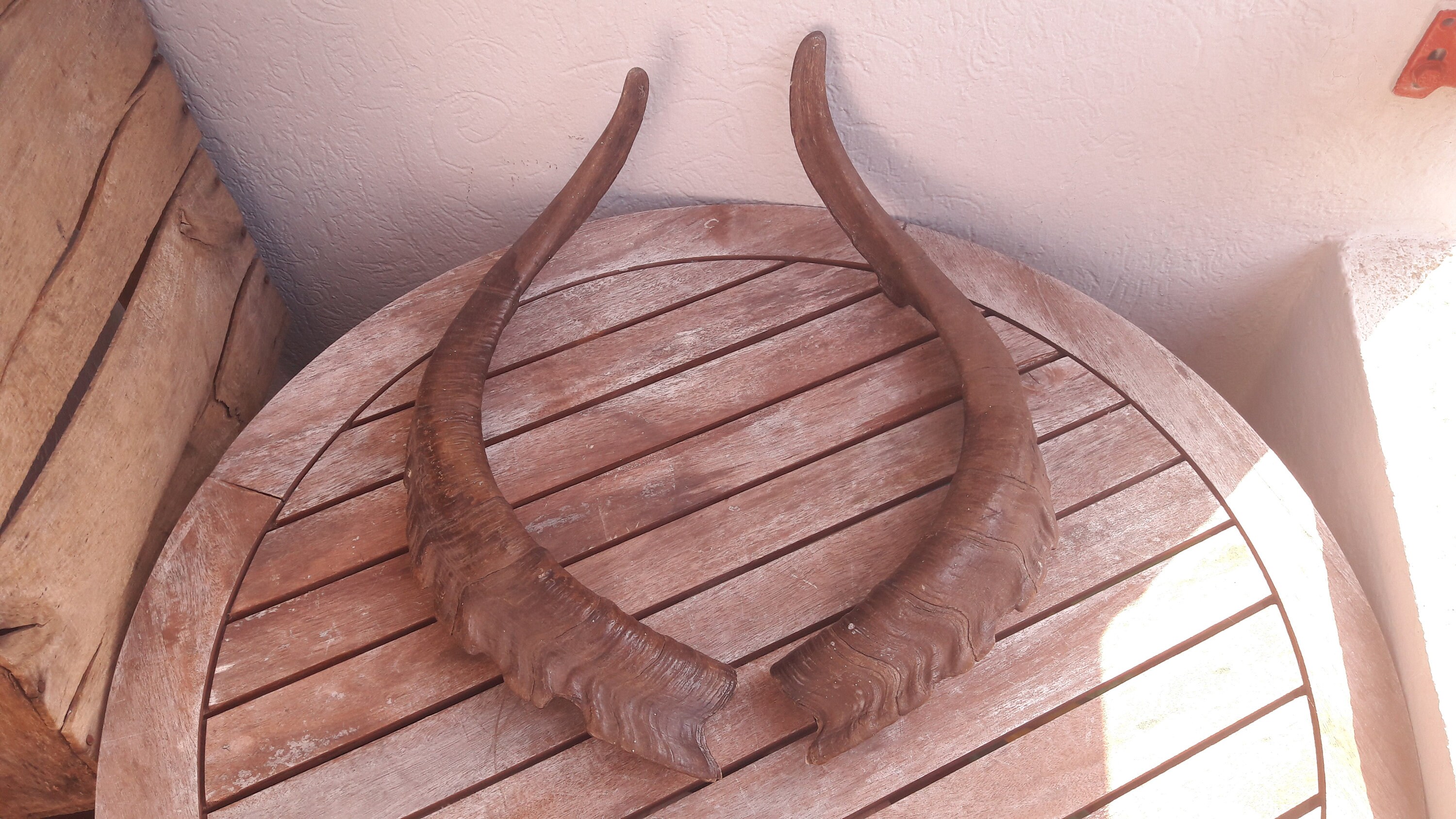 Paire de Corne Bouquetin Ibérique