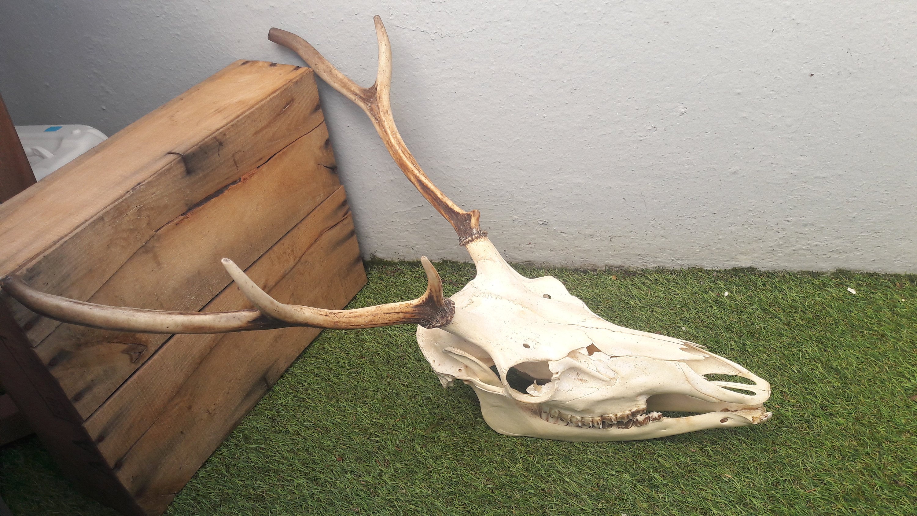 Deer Full Skull/Crâne de Cerf avec Mâchoire 8 Cors Irréguliers