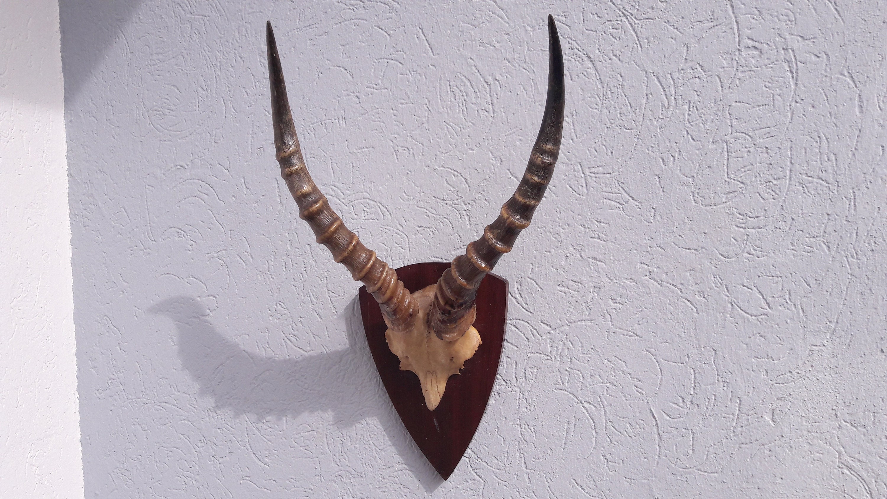 Trophée de d'antilope Topi sur Écusson ; Damaliscus Korrigum