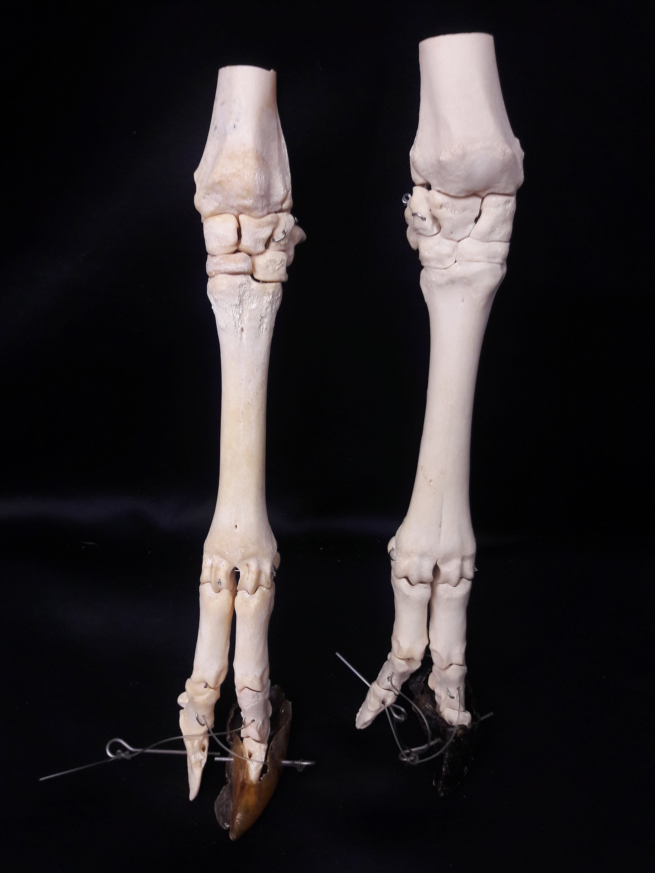 Montage Ostélogique de Patte Mouton