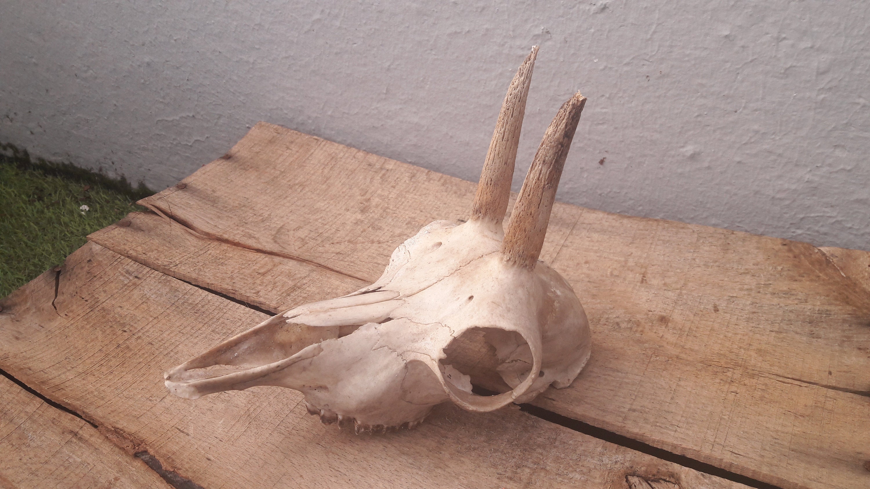 Crâne de Chamois Rupicapra Rupicapra Sans Cornes