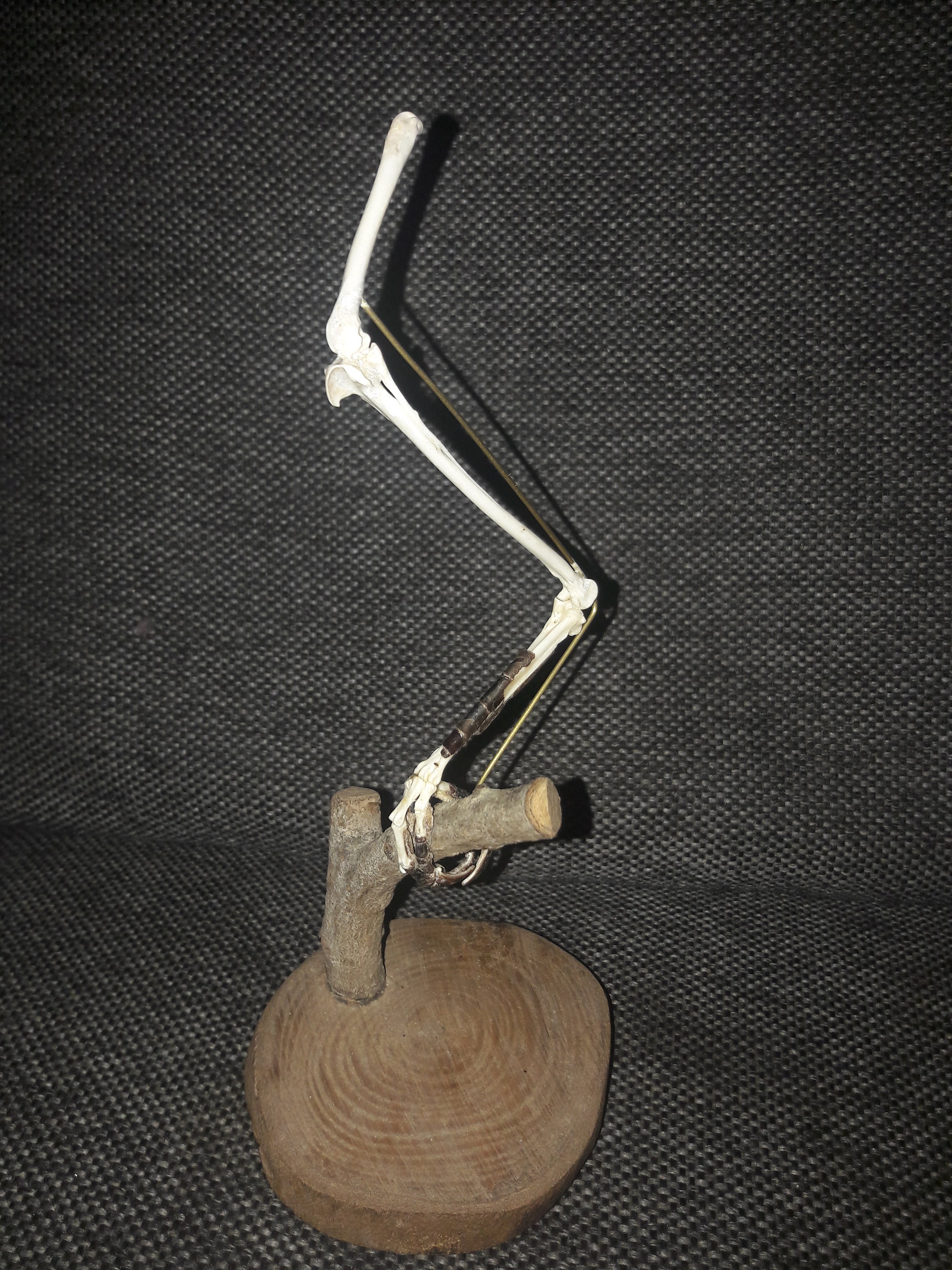 Patte de Pie/Magpie Paw