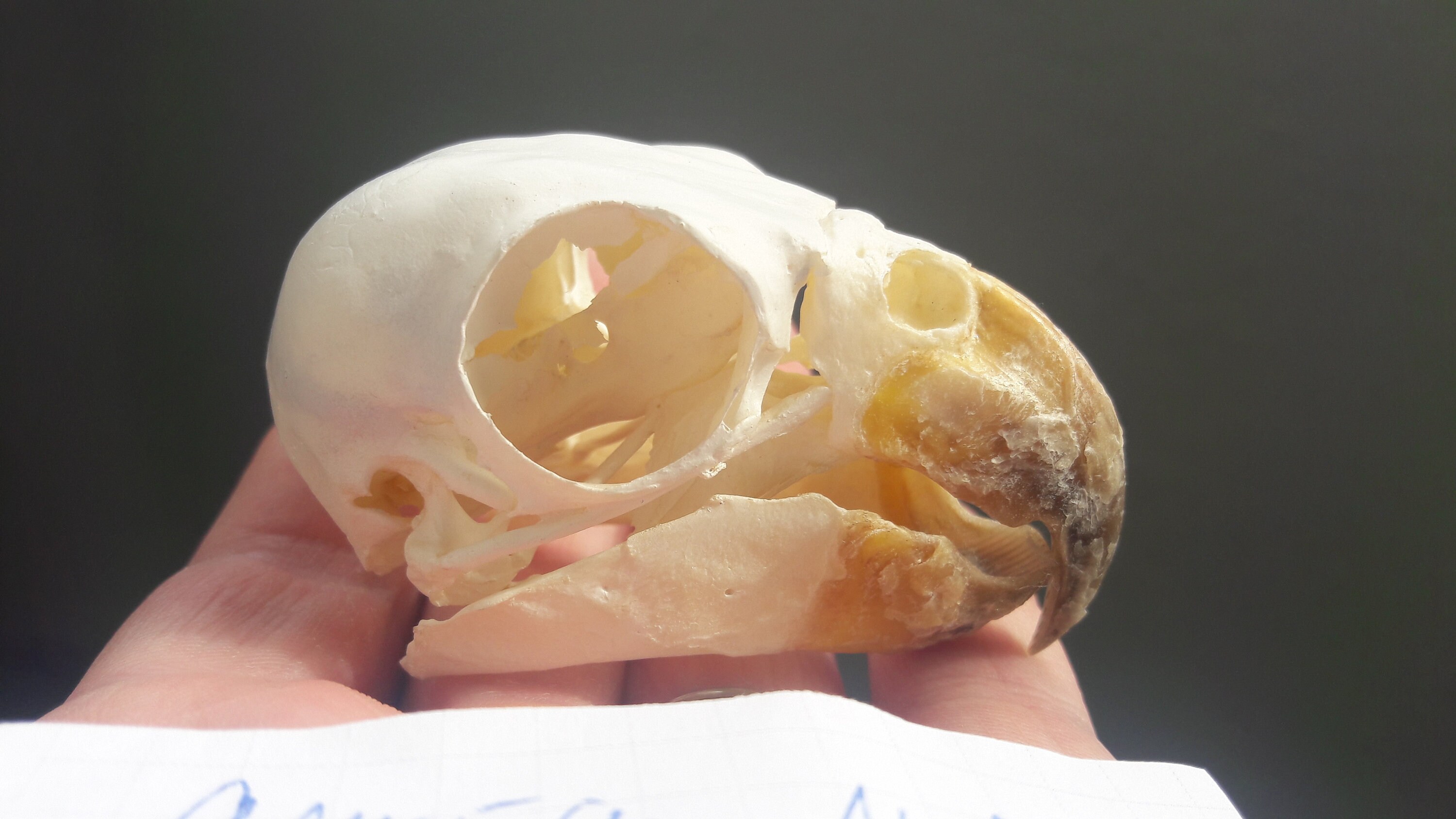 Crâne de Perroquet/Parrot Skull | Amazona Brasiliensis