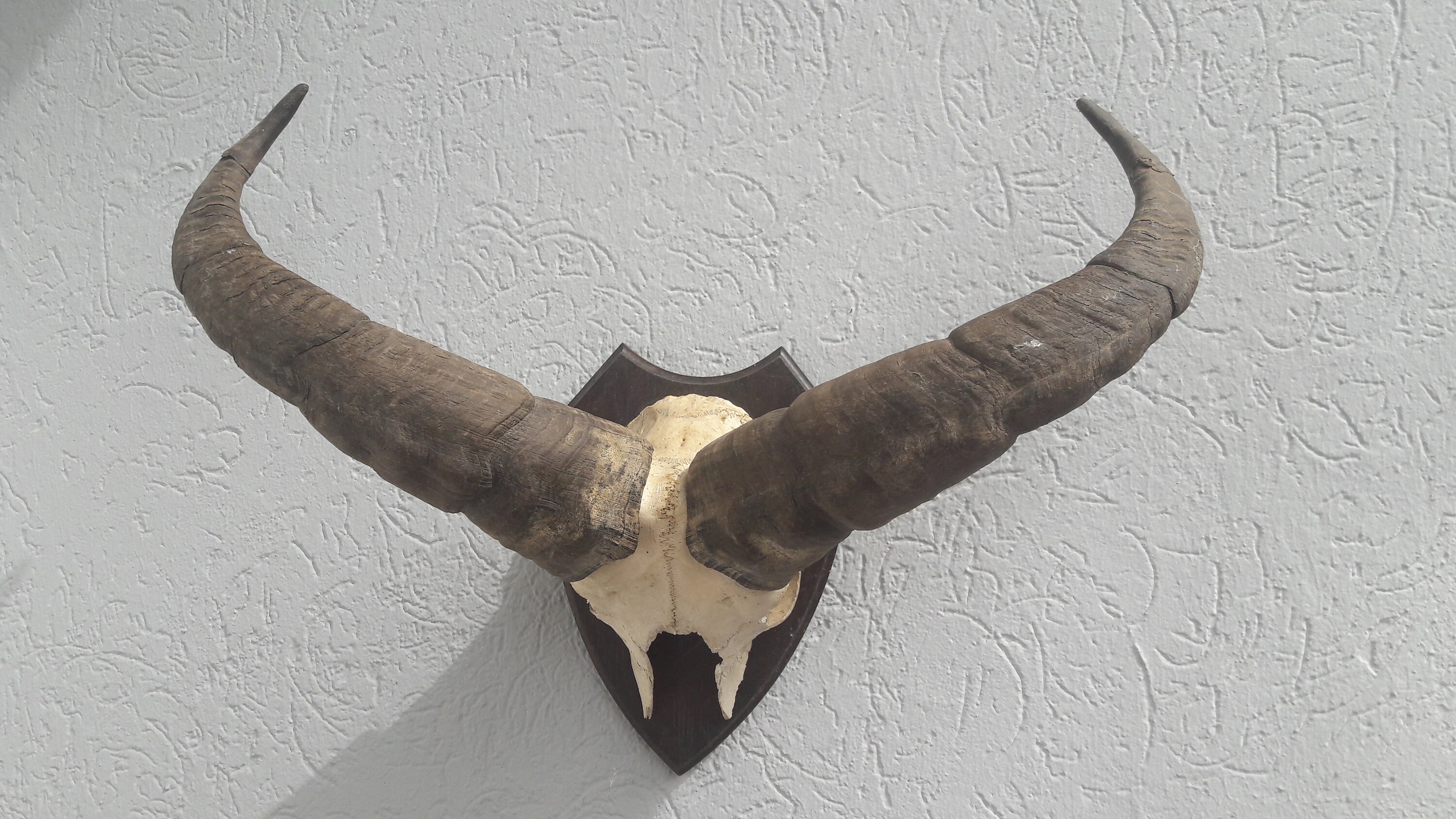 Trophée de Tur Du Caucase Occidental ; Kuban Capra Caucasica