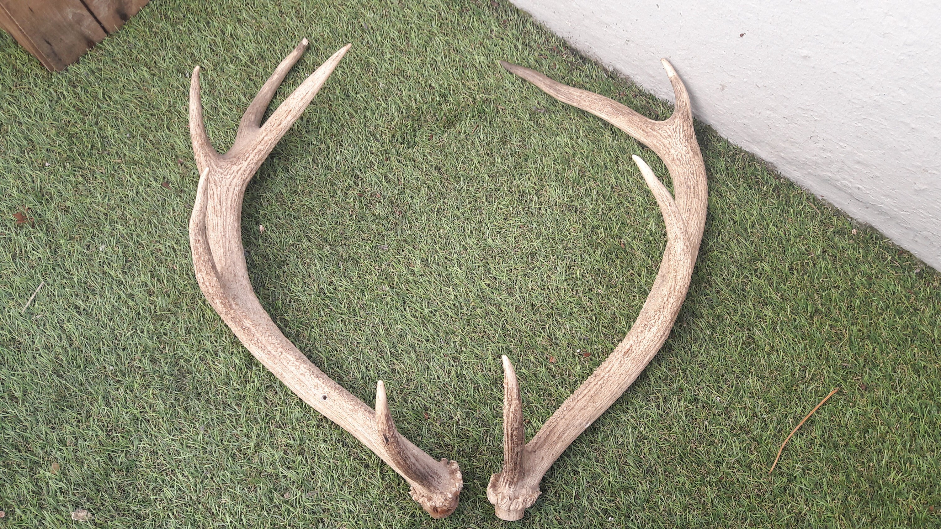 Paire de Bois Cerf Hémione ; Odocoileus Hemionus