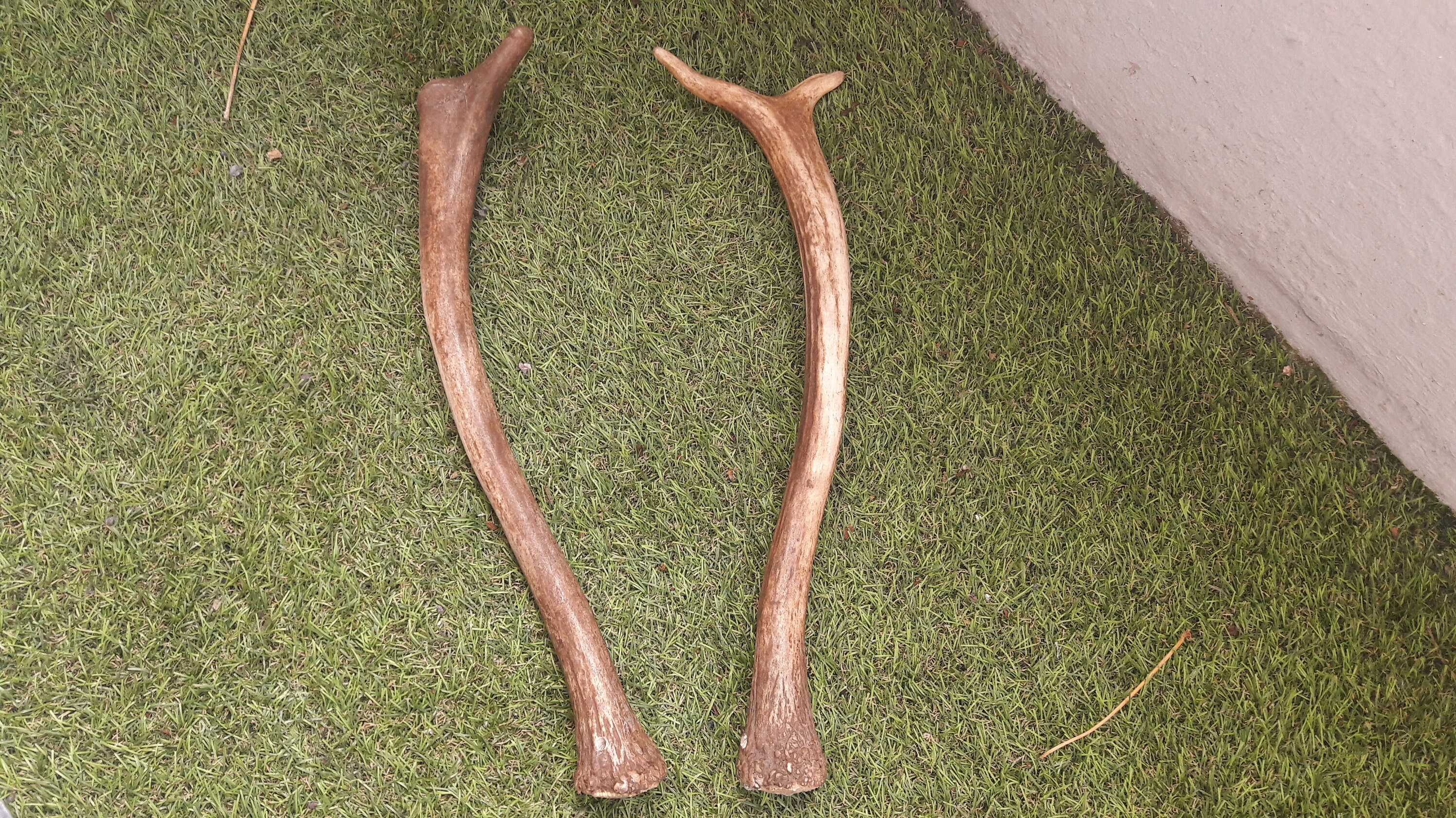 Paire de Mue Bois Jeune Daim ; Dama Dama